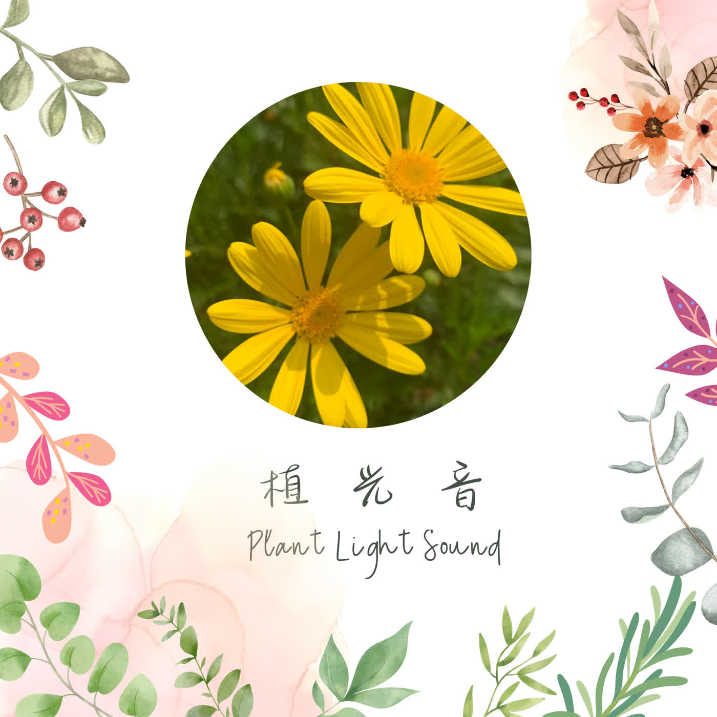 植光音