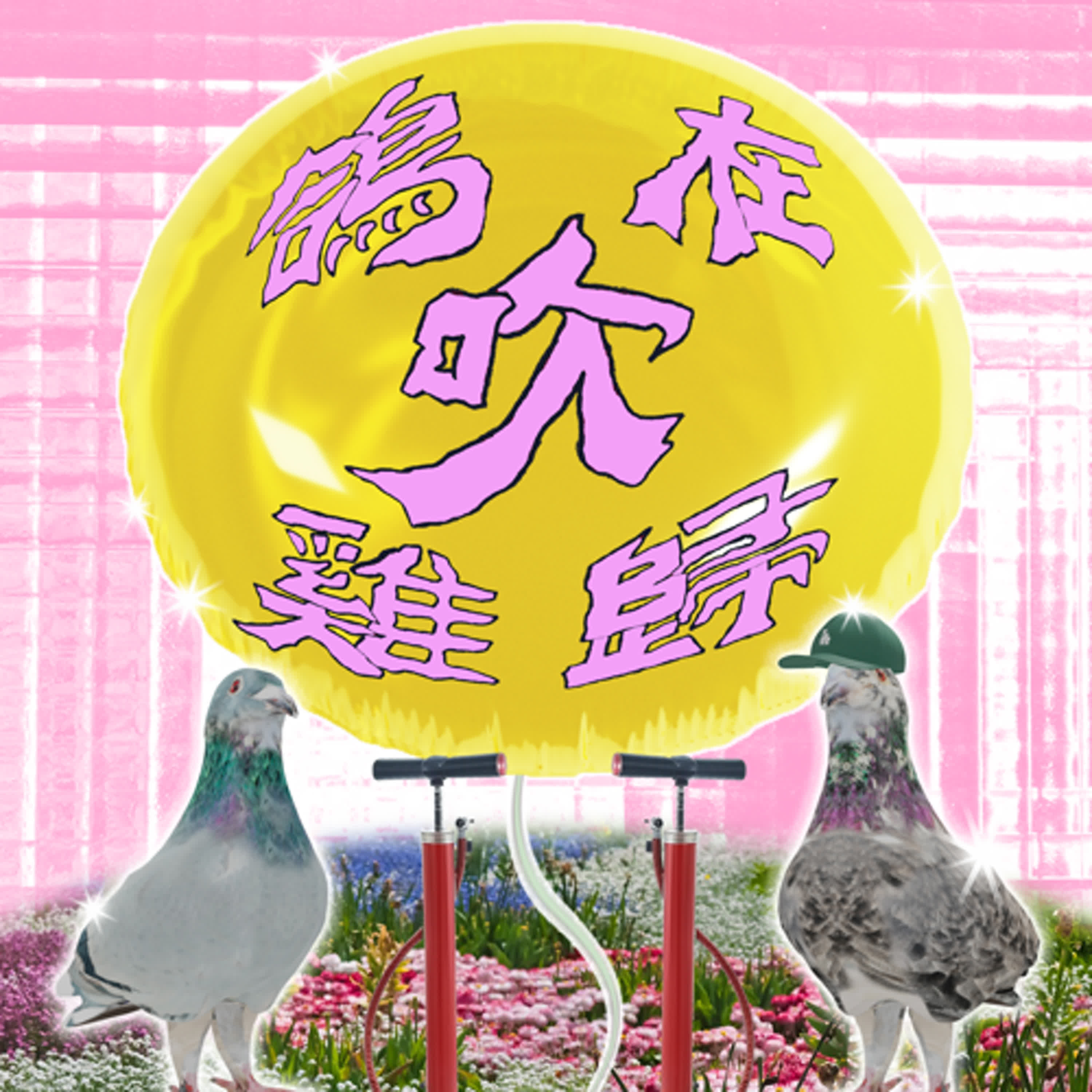 鴿在吹雞歸