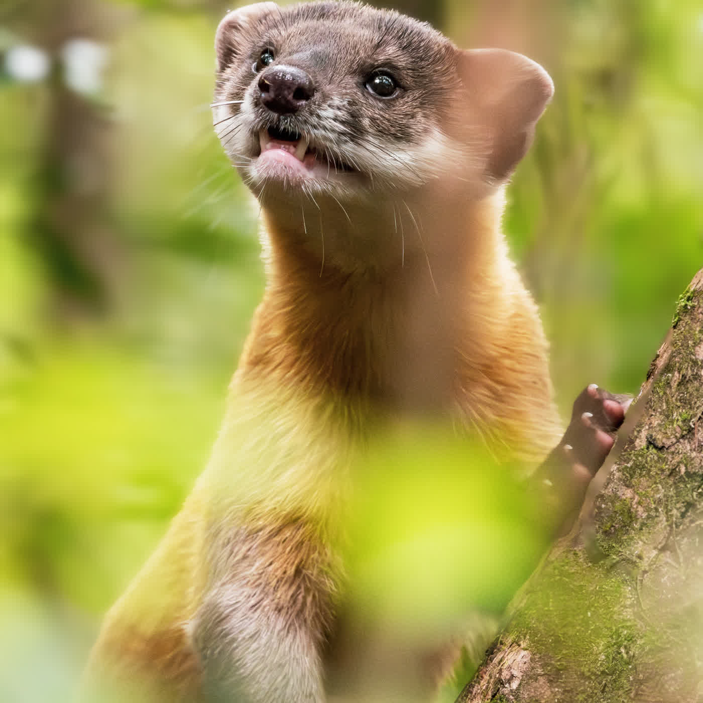 第三季開始？突如其來的近況更新！