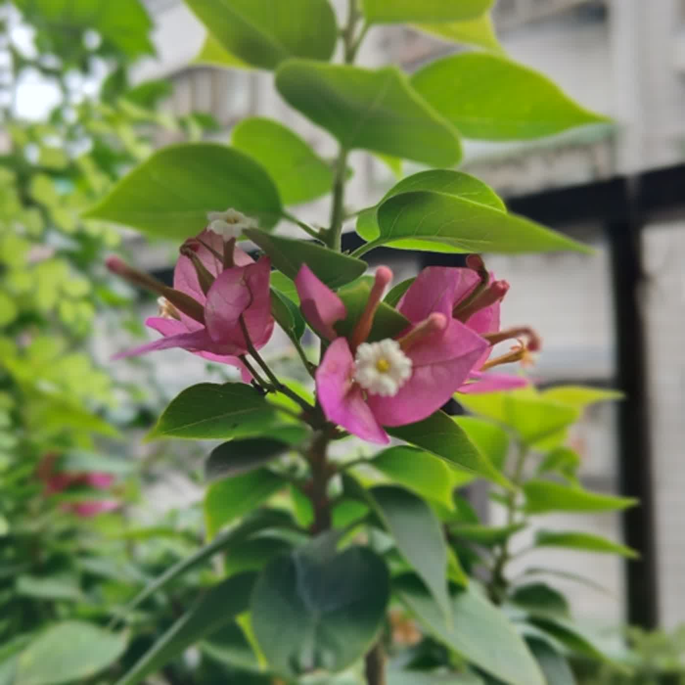 Sorry～來聊聊病人自主權利法