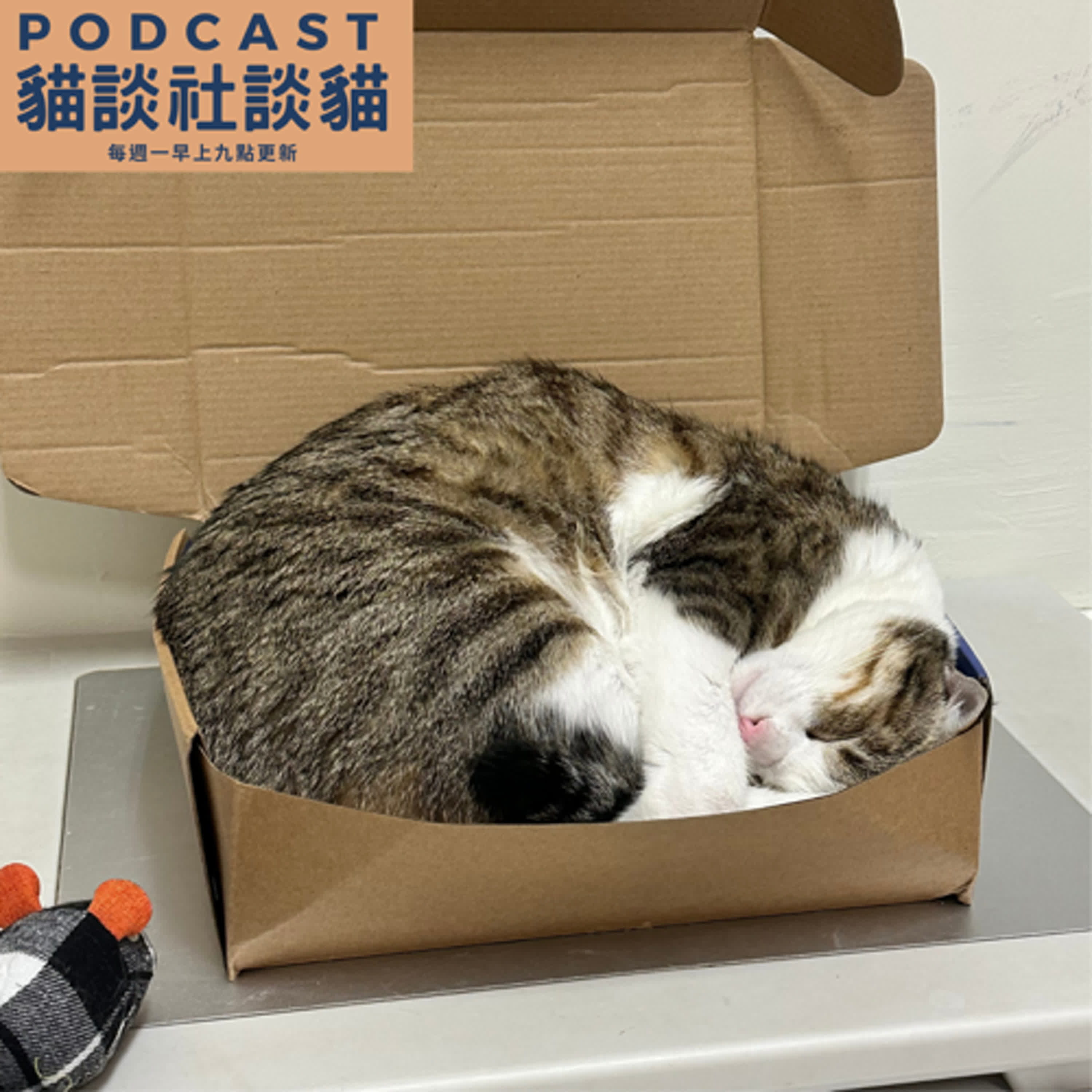 EP214 為什麼貓咪飲食讓人這麼焦慮? episode artwork