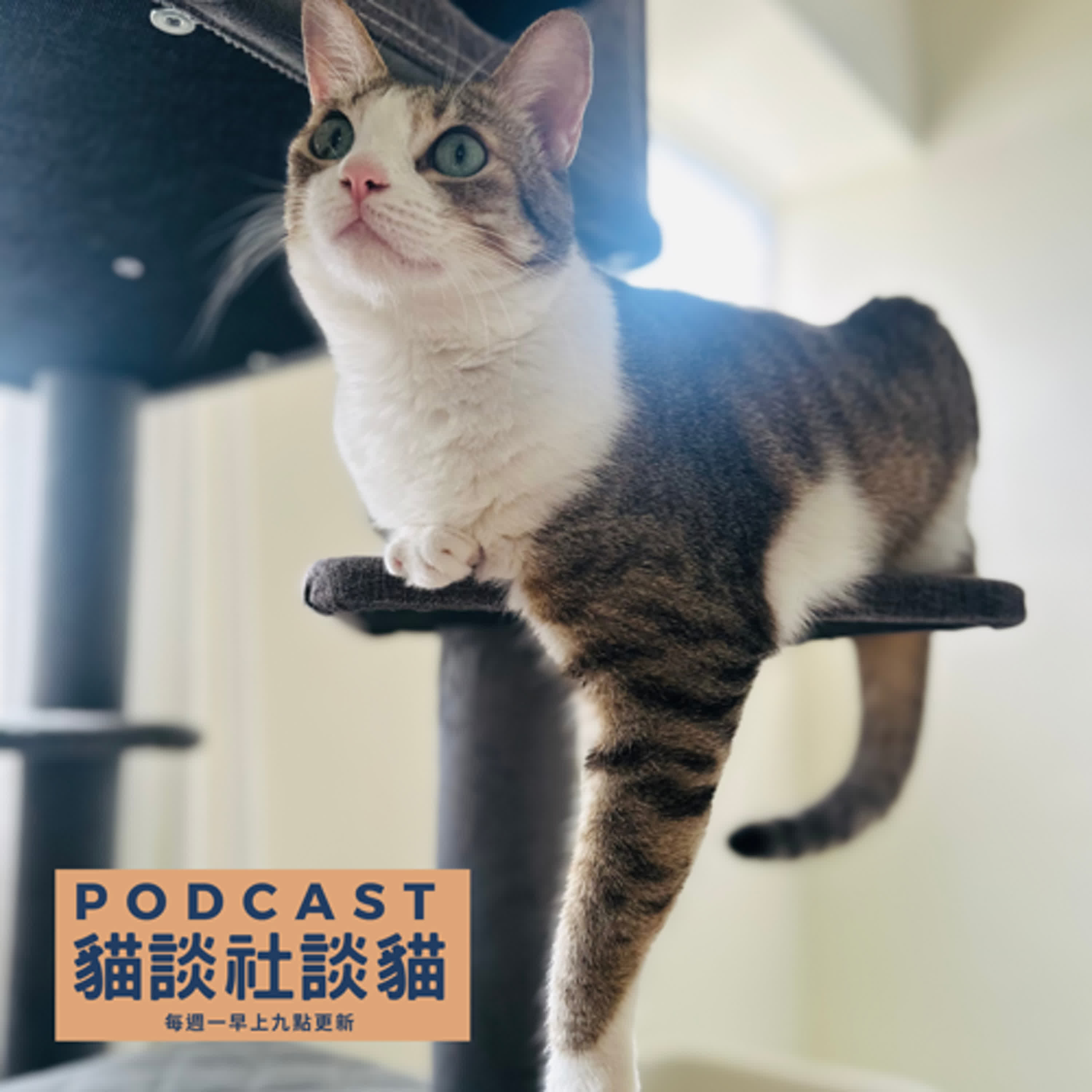 EP204 多貓相處的必然與偶然 episode artwork
