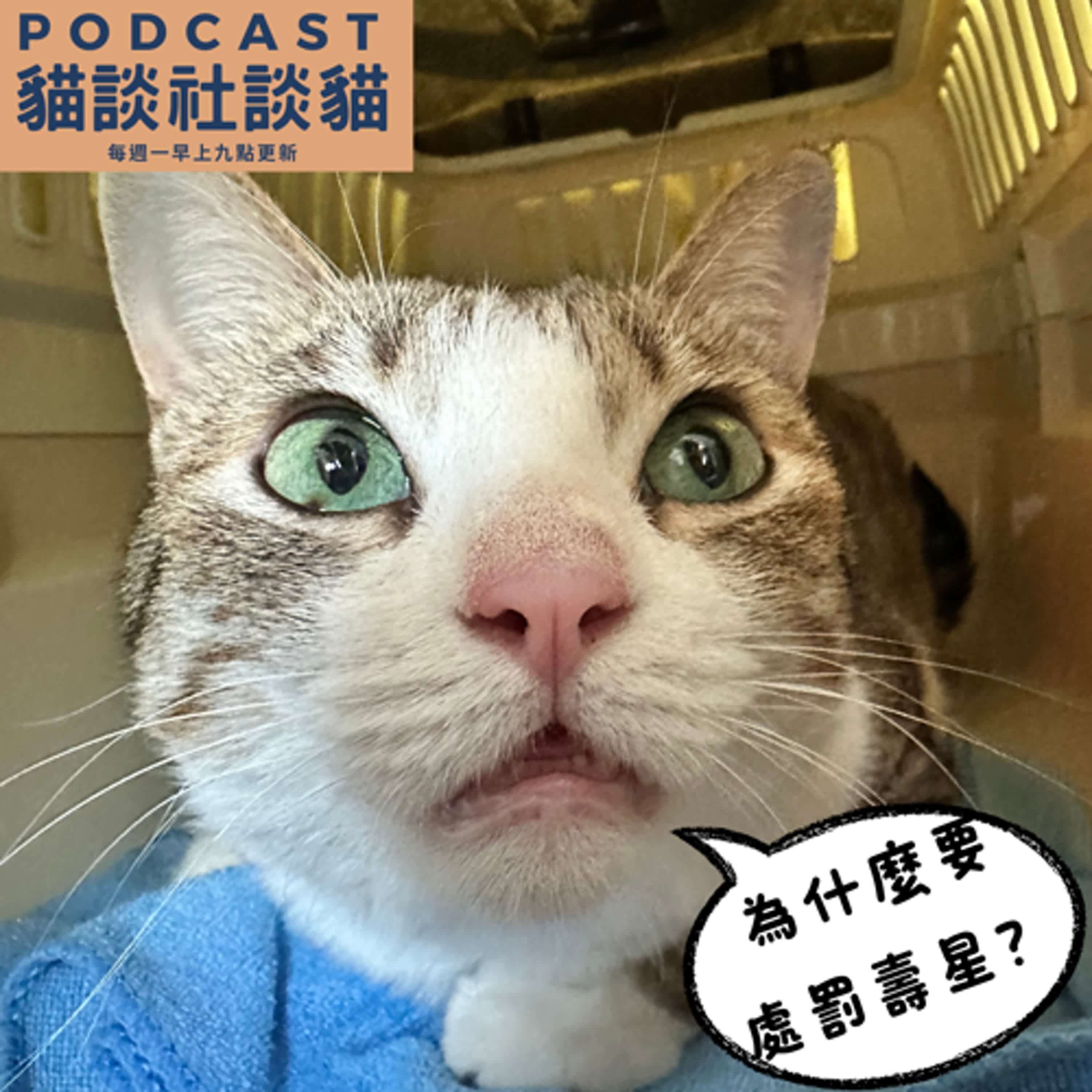 S10EP13 健檢是送給貓咪最棒的生日禮物 episode artwork