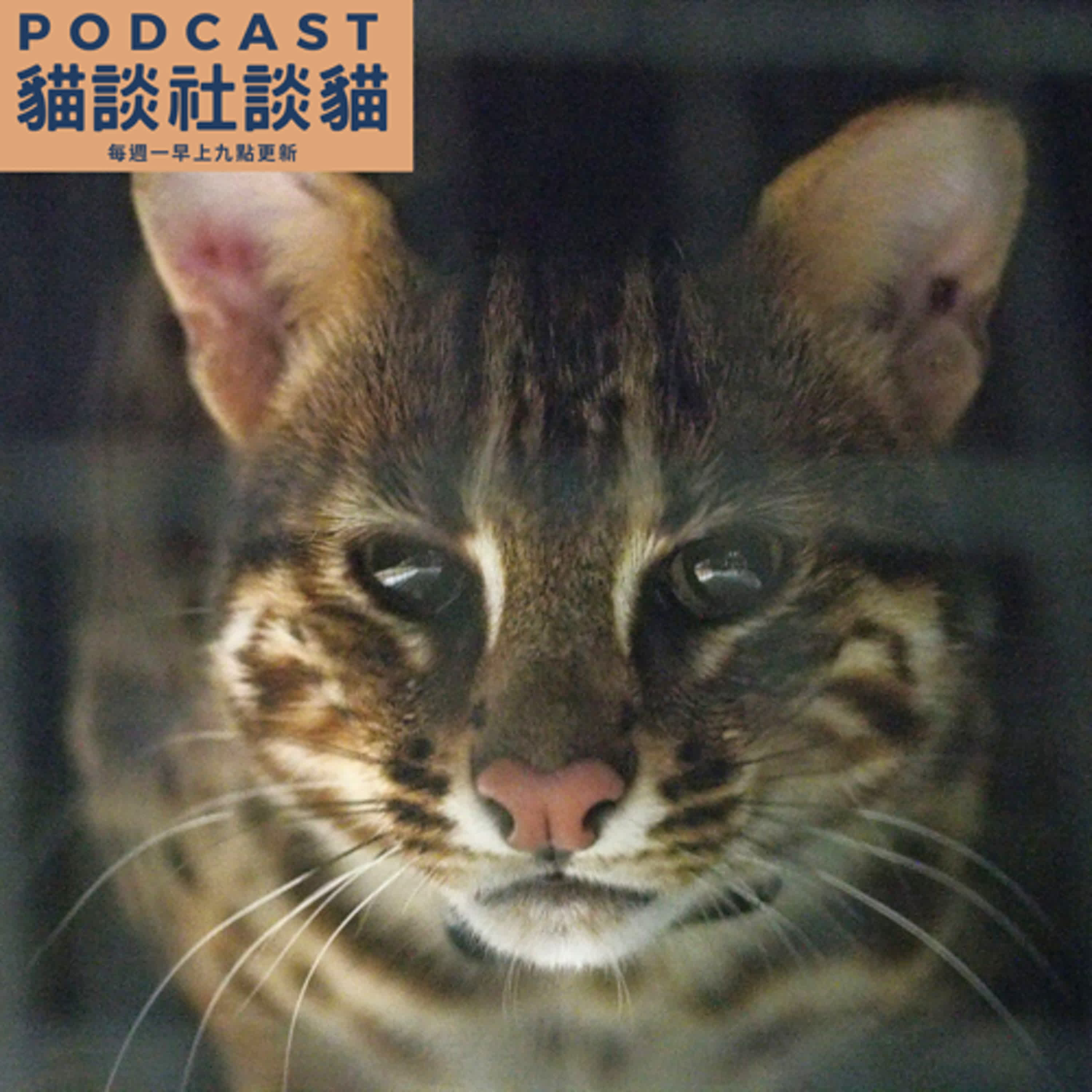 EP207 石虎有多遠？共存有多近？（下）ft.石虎保育協會Jimmy