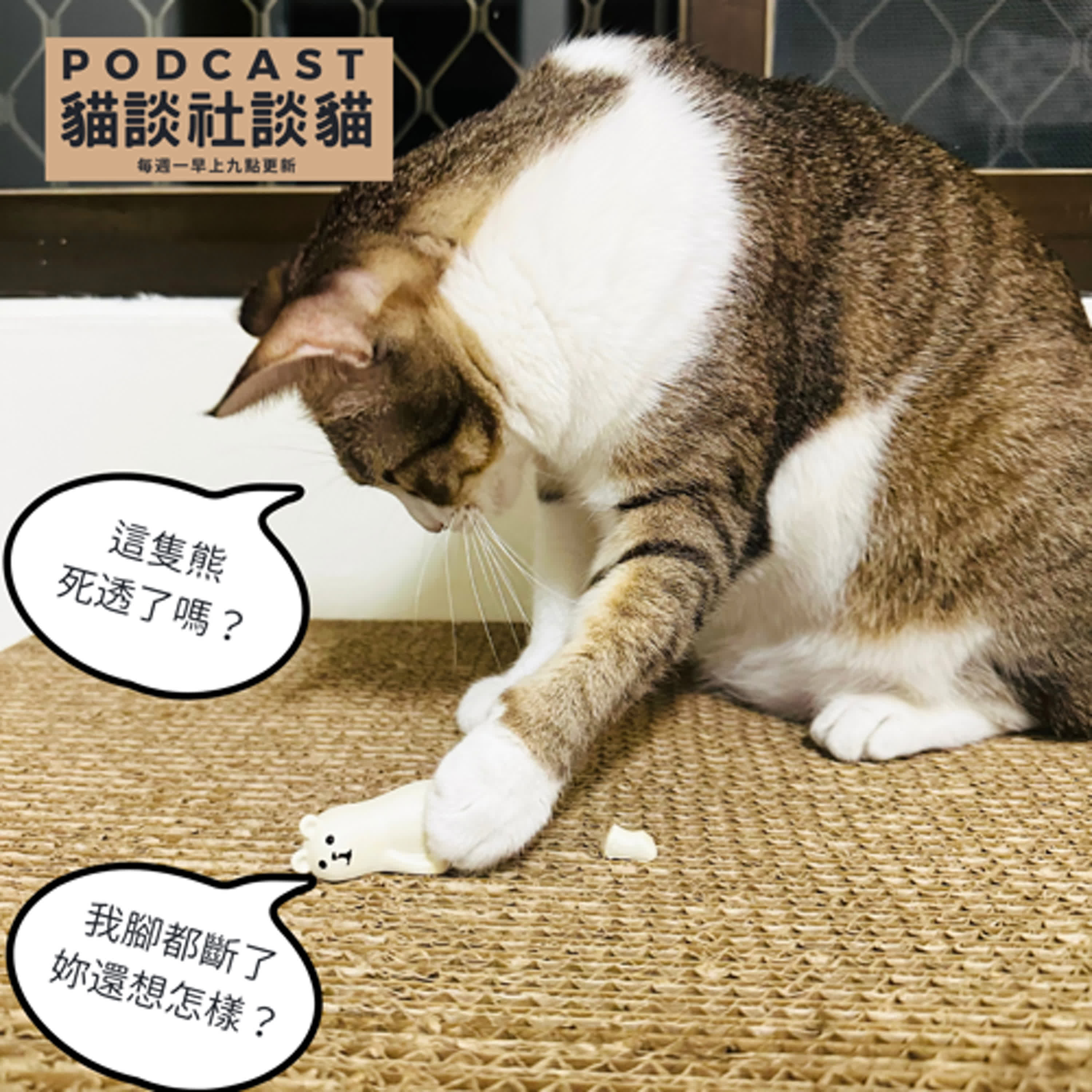 S9EP10 貓咪真的會玩solo toy嗎？ episode artwork