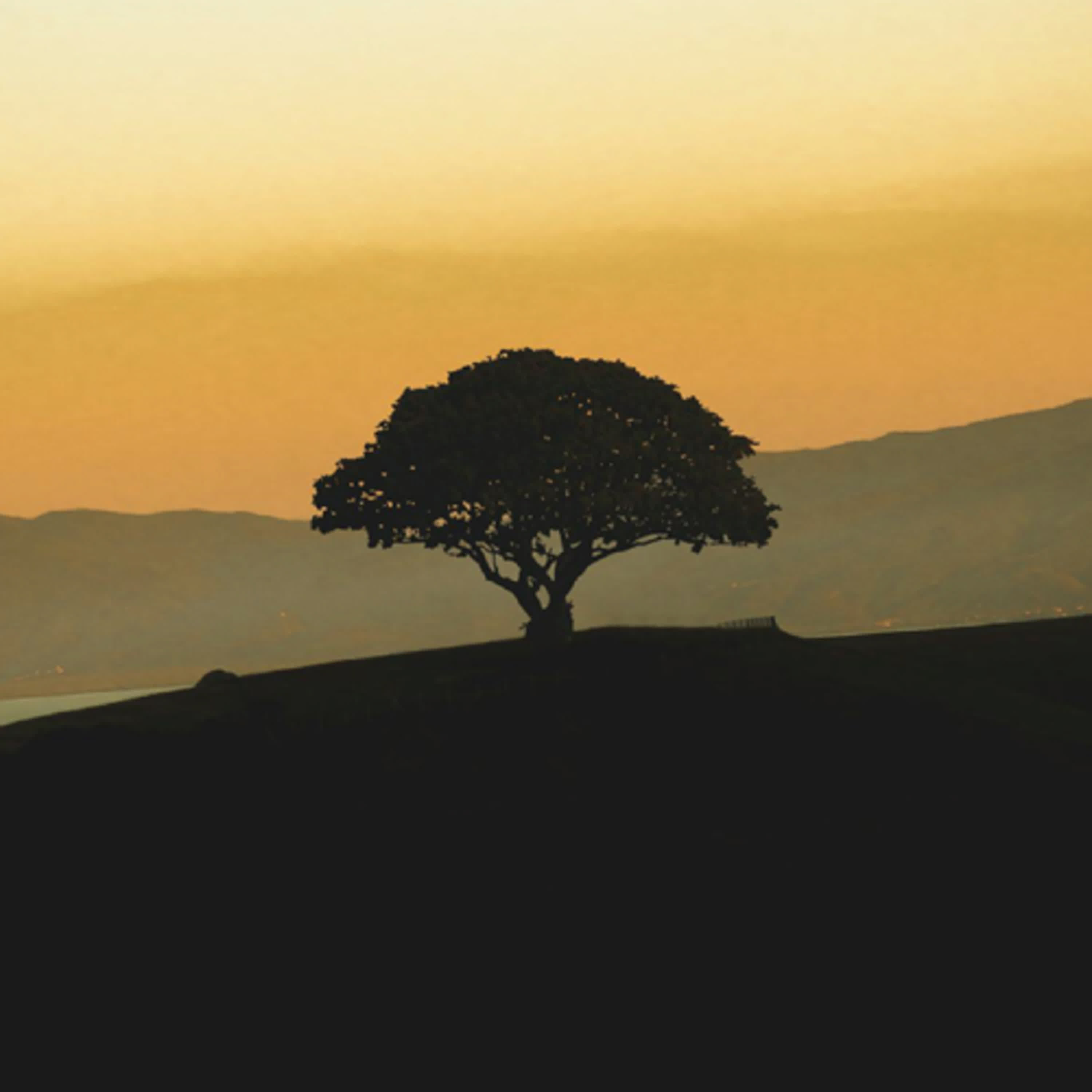 其實不是樹在說話，而是“他們”在說話的怪談故事－樹下不要說話