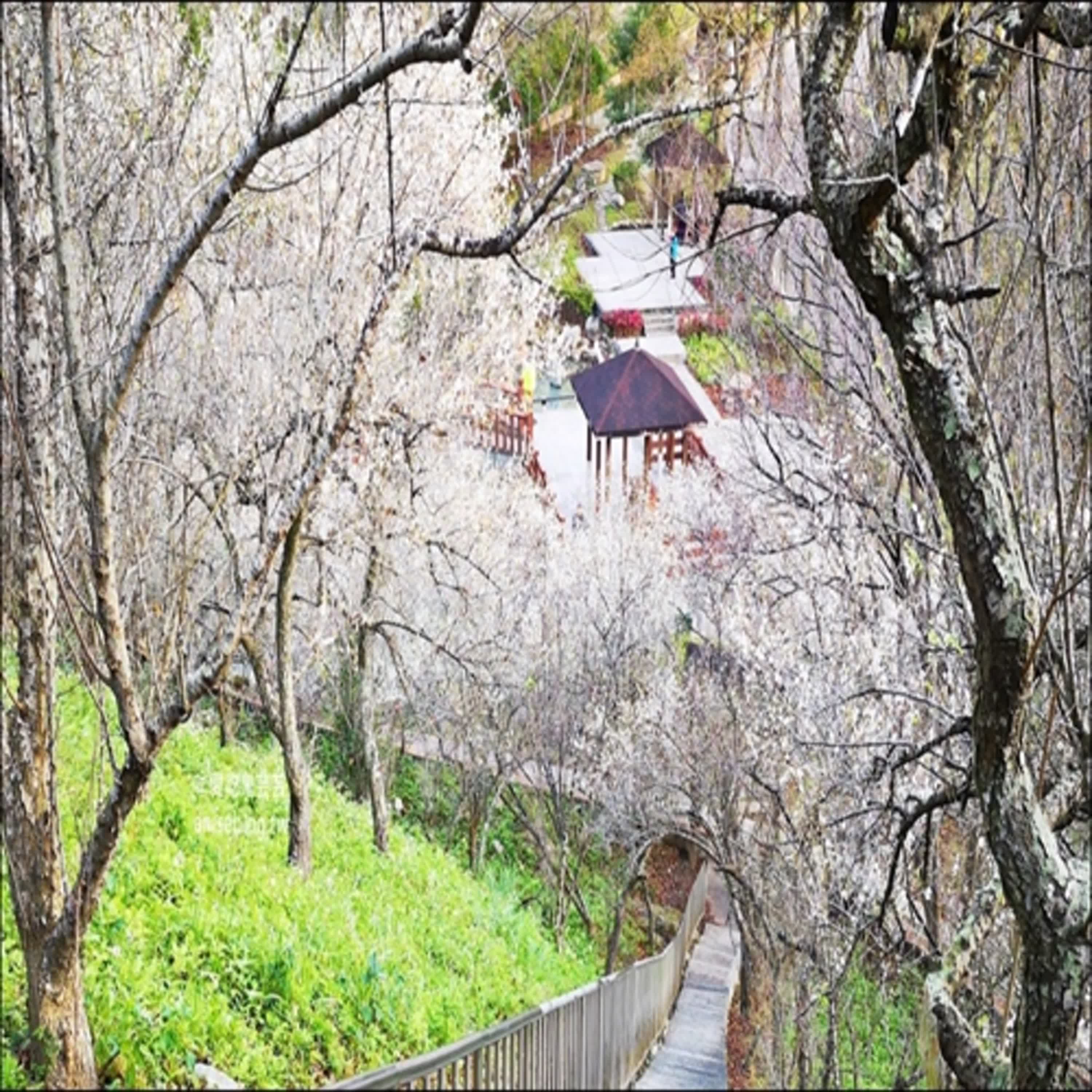 一剪梅—紫雲Yoland