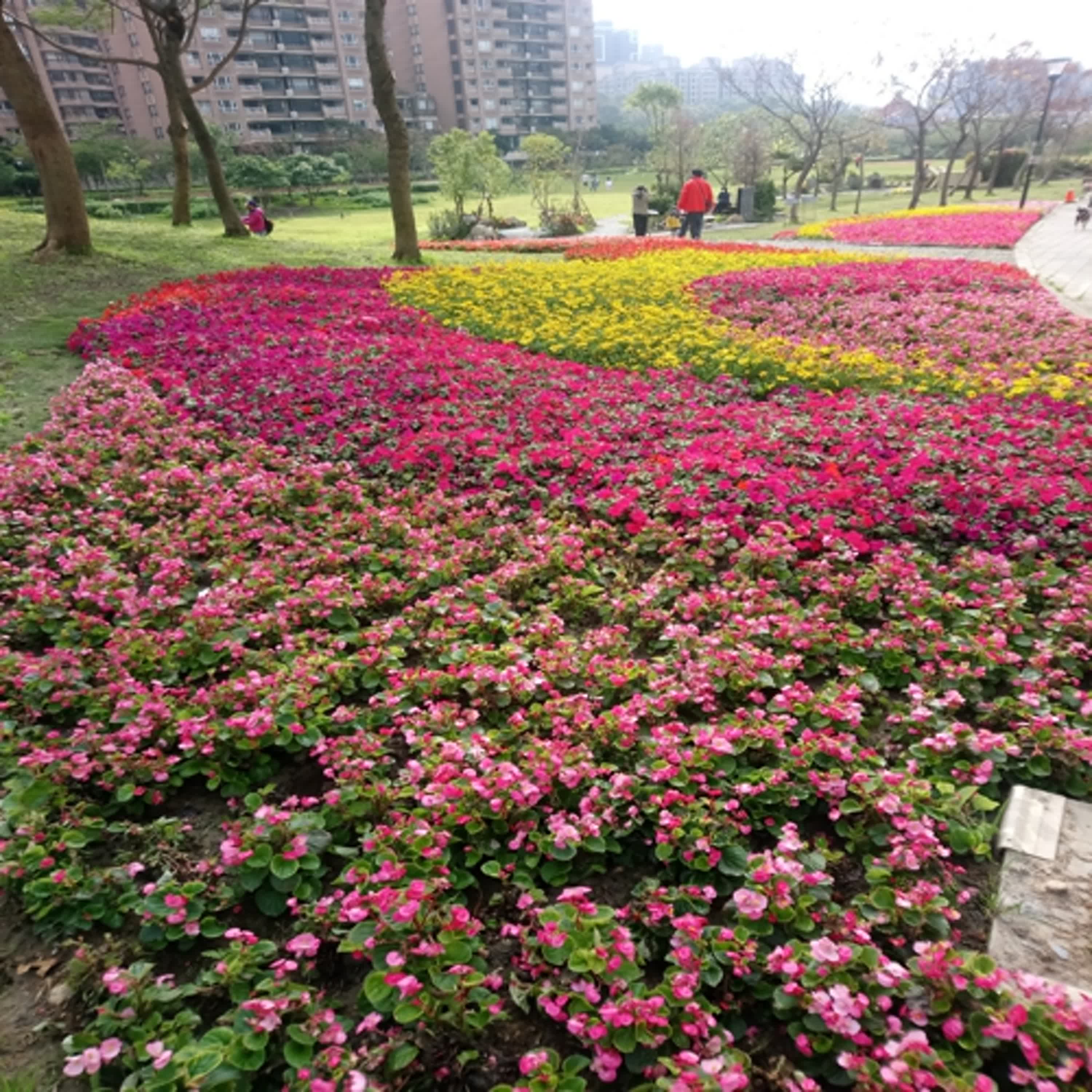 幾度花落時—紫雲Yolan d