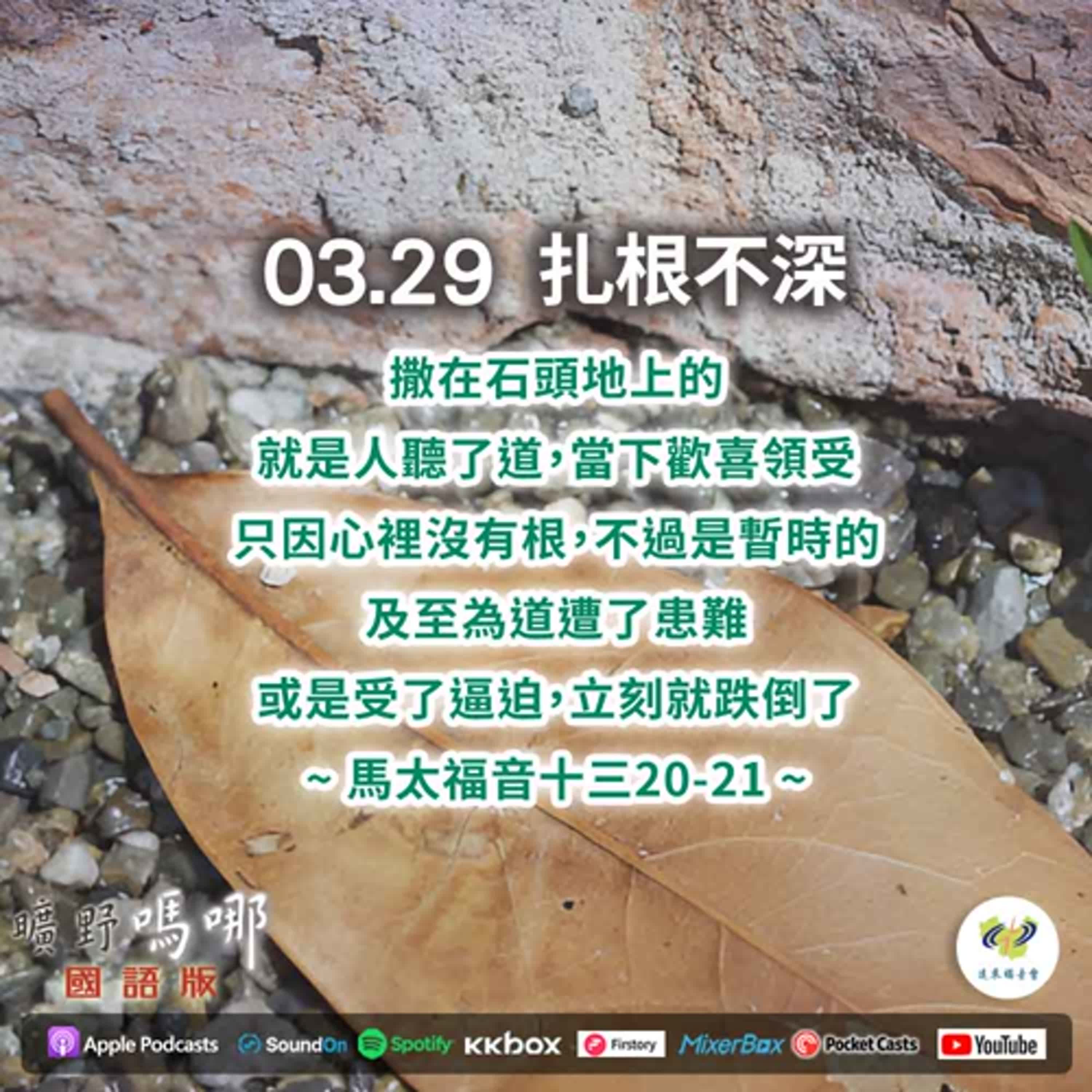 曠野嗎哪-扎根不深 episode artwork
