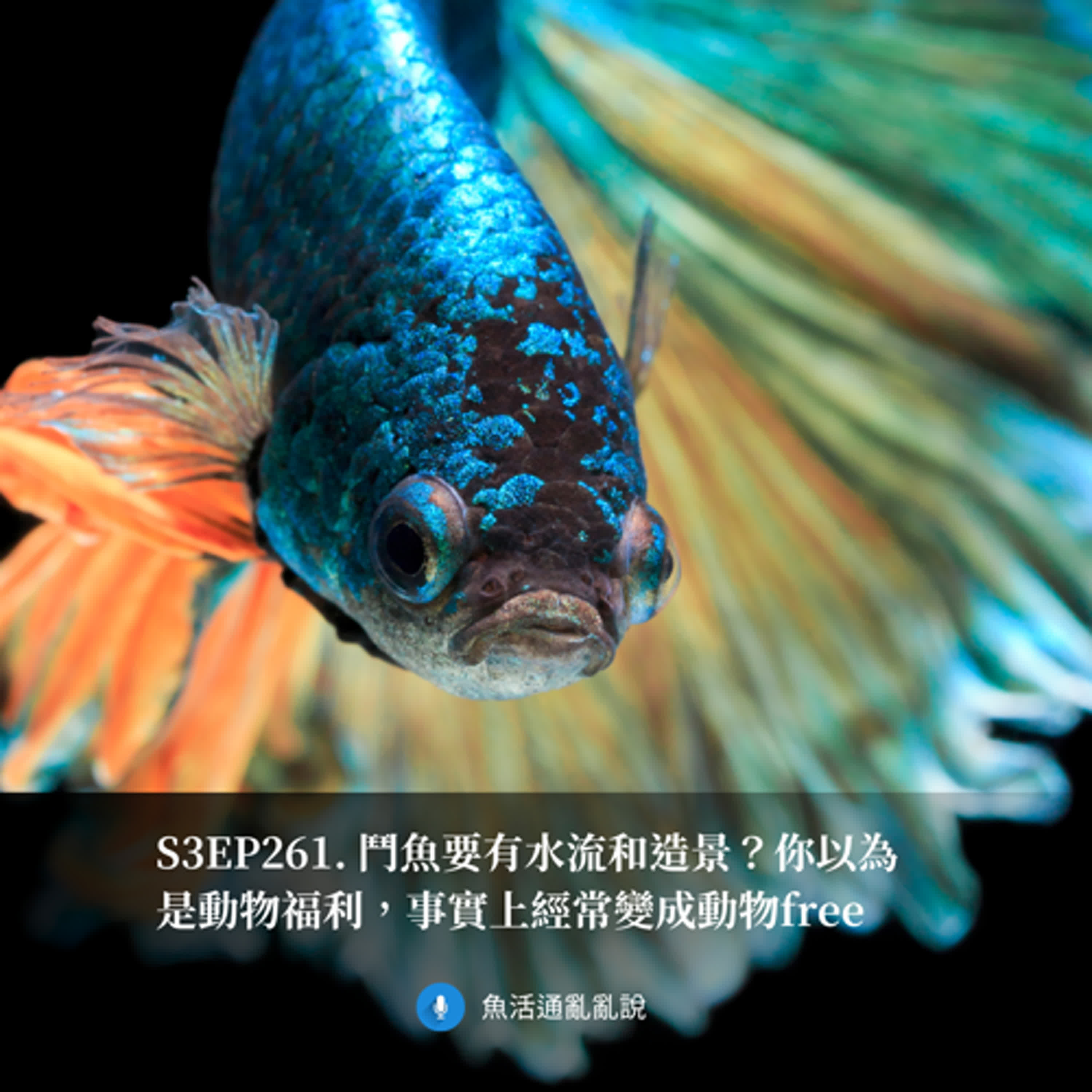 S3EP261. 鬥魚要有水流和造景？你以為是動物福利，事實上經常變成動物free
