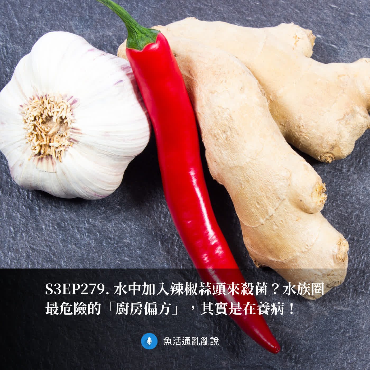 S3EP279. 水中加入辣椒蒜頭來殺菌？水族圈最危險的「廚房偏方」，其實是在養病！