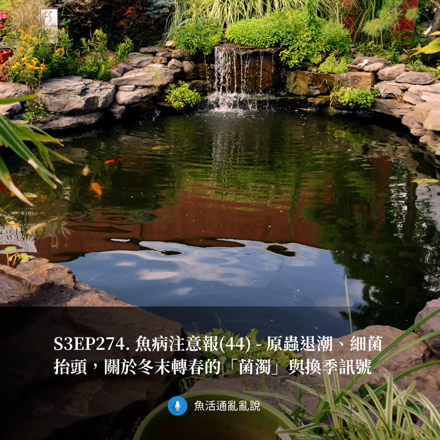 S3EP274. 魚病注意報(44) - 原蟲退潮、細菌抬頭，關於冬末轉春的「菌濁」與換季訊號