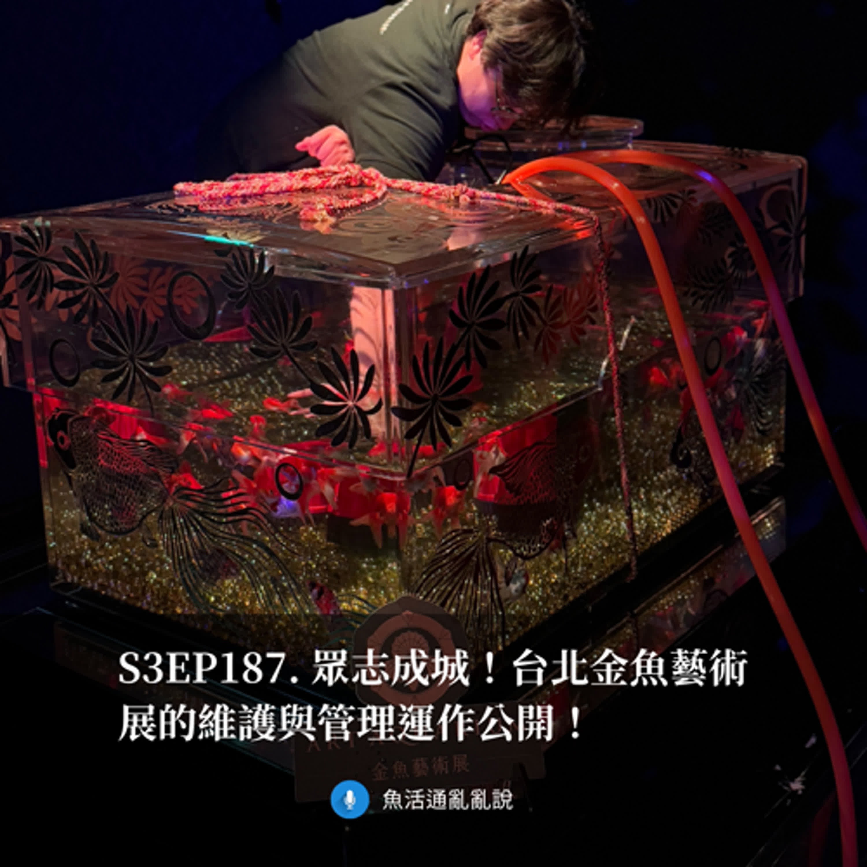 S3EP187. 眾志成城！台北金魚藝術展的維護與管理運作公開！