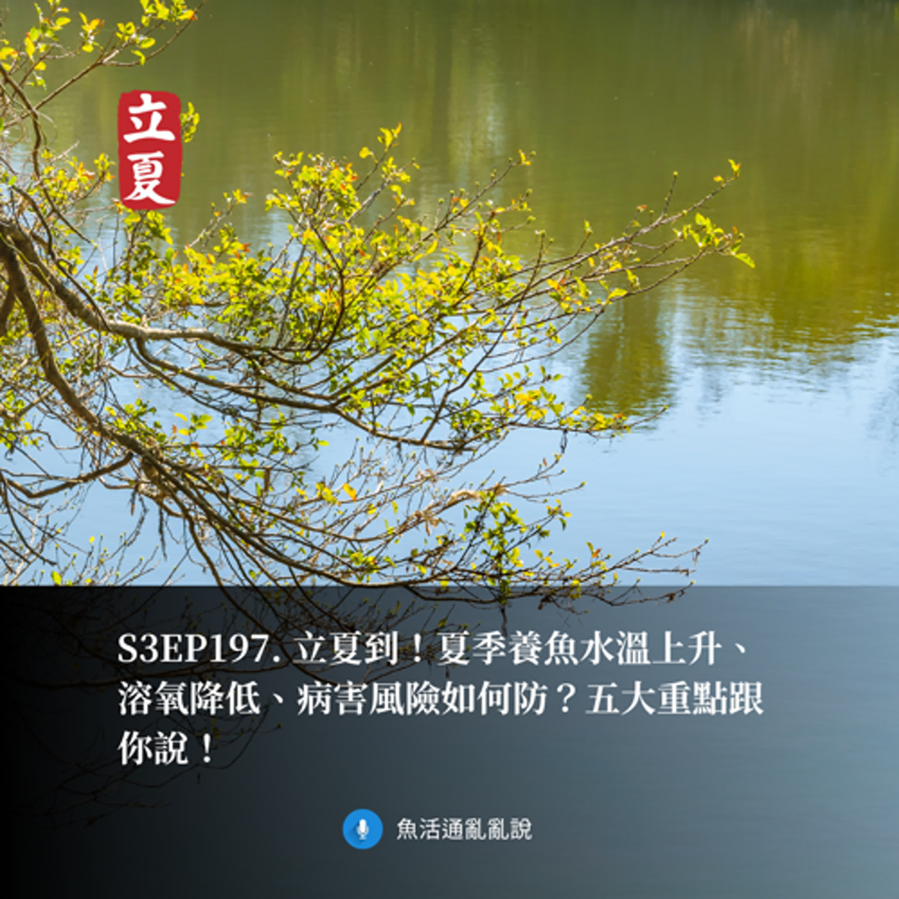 S3EP197. 立夏到！夏季養魚水溫上升、溶氧降低、病害風險如何防？五大重點跟你說！