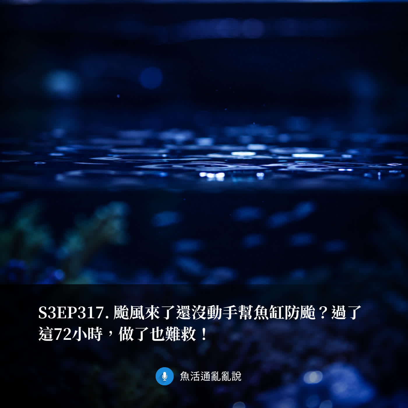 S3EP317. 颱風來了還沒動手幫魚缸防颱？過了這72小時，做了也難救！ episode artwork