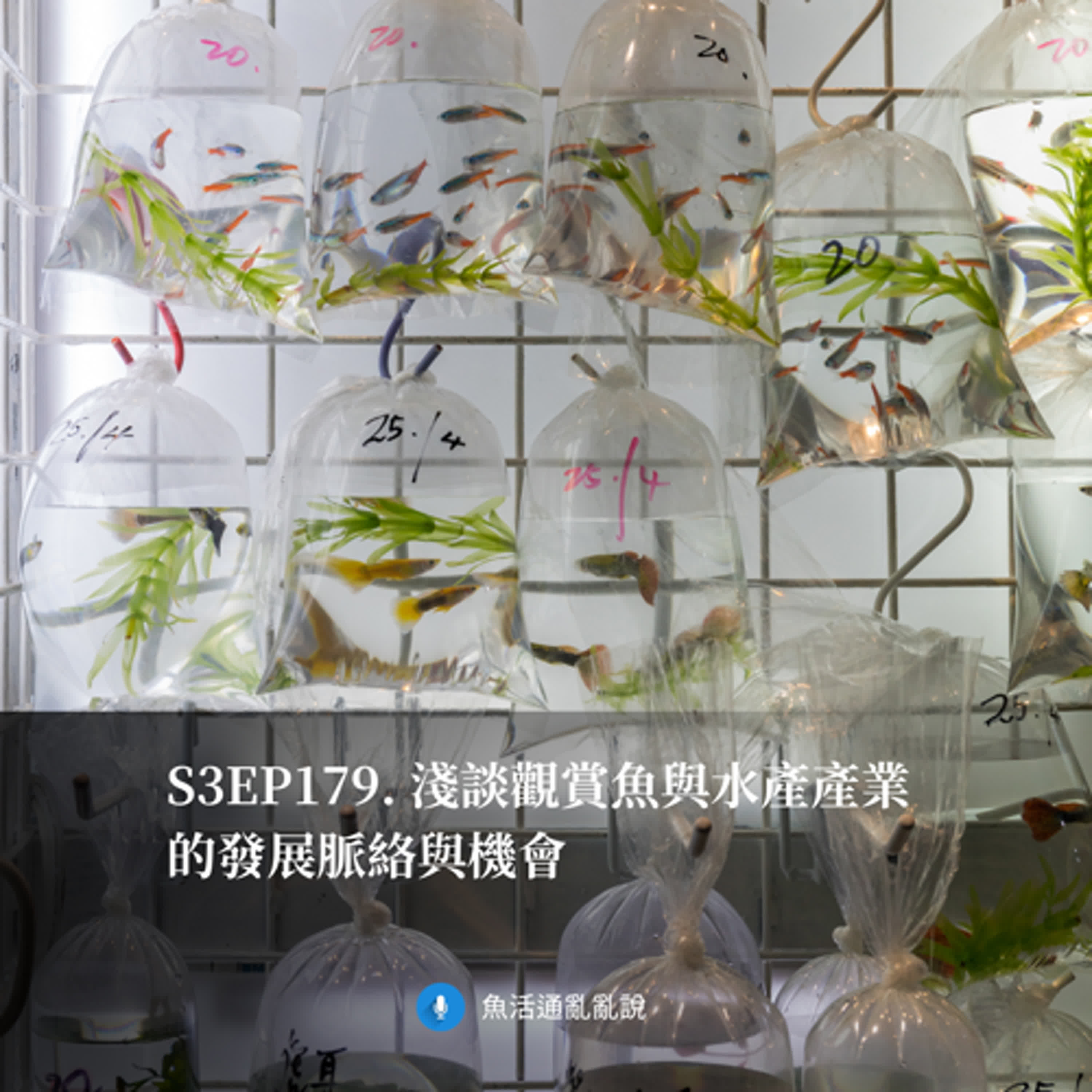 S3EP179. 淺談觀賞魚與水產產業的發展脈絡與機會