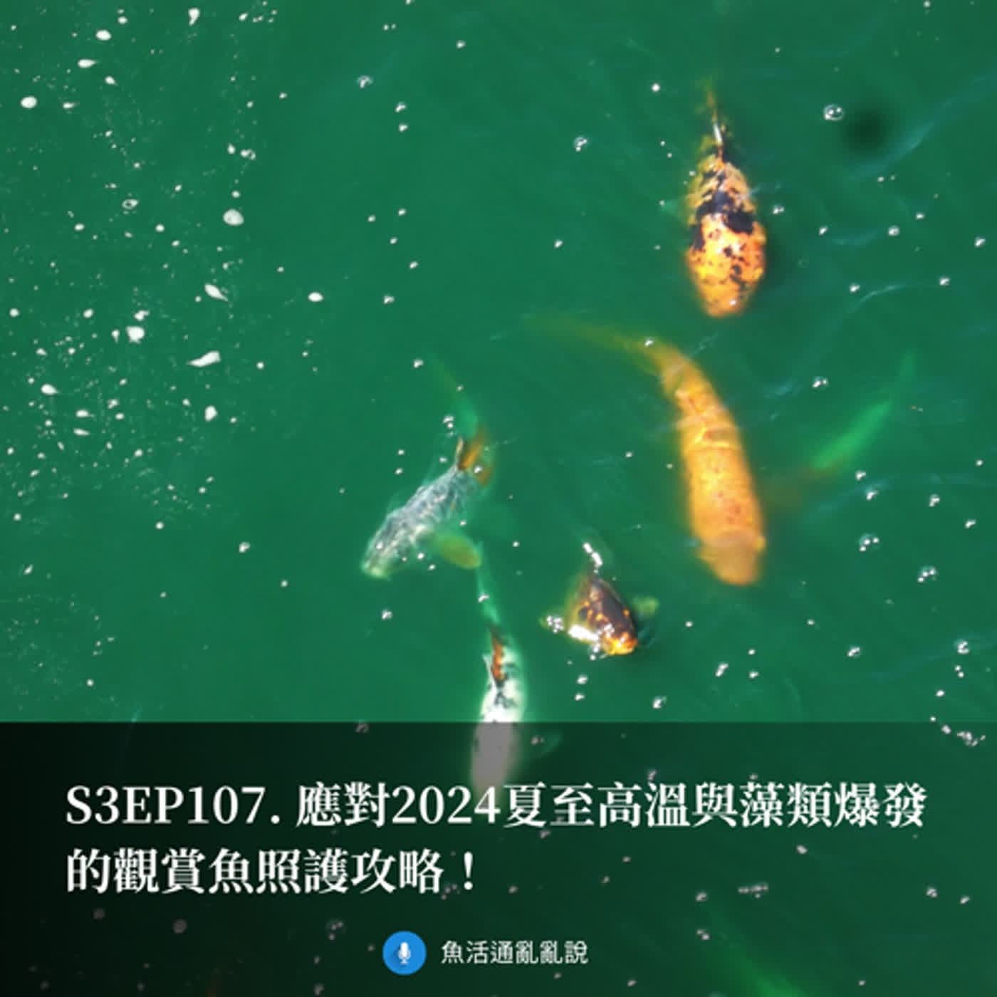 S3EP107. 應對2024夏至高溫與藻類爆發的觀賞魚照護攻略！