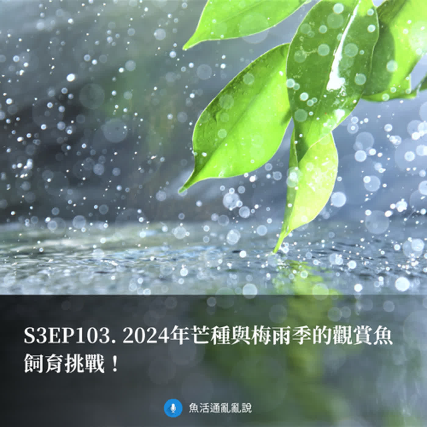 S3EP103. 2024年芒種與梅雨季的觀賞魚飼育挑戰！
