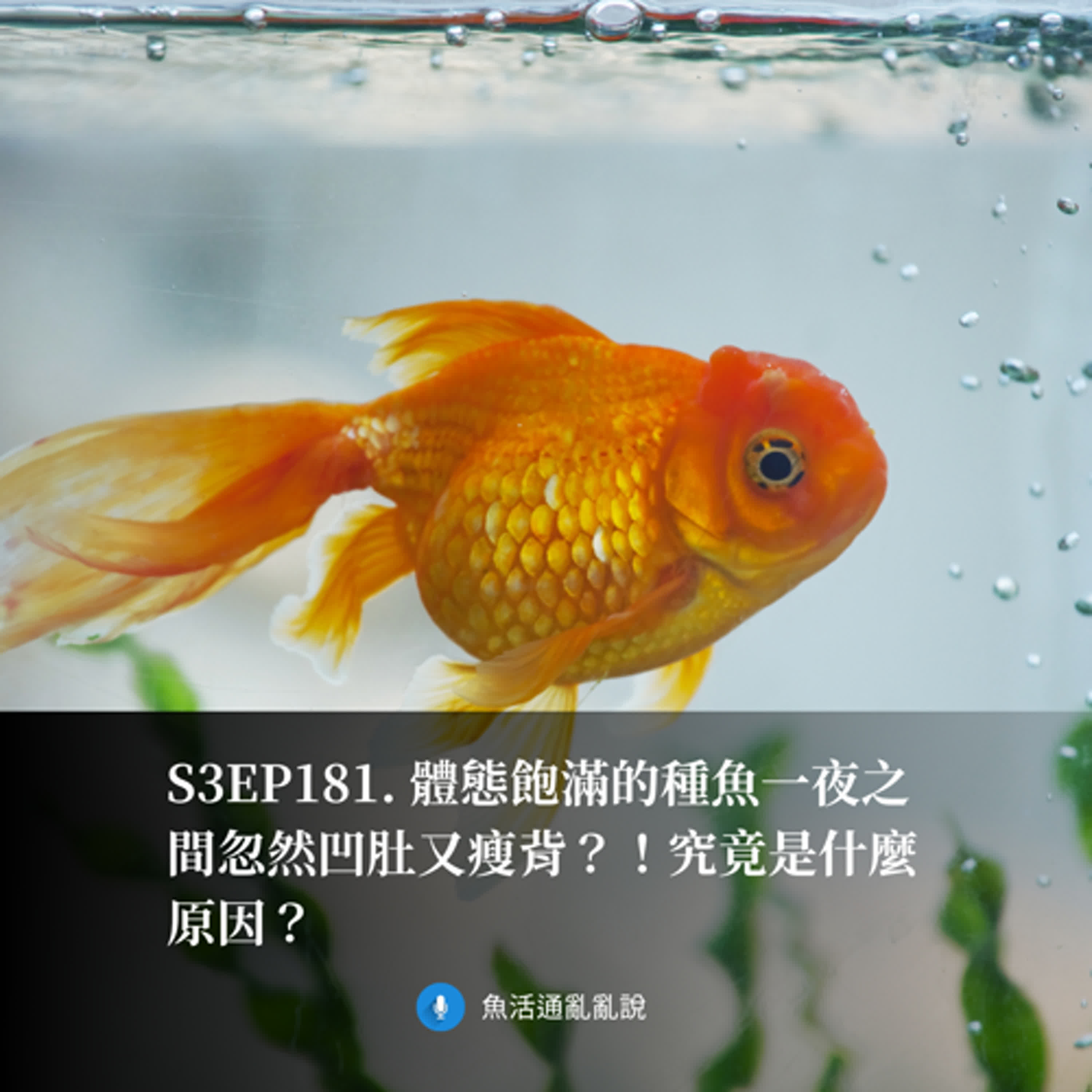 S3EP181. 體態飽滿的種魚一夜之間忽然凹肚又瘦背？！究竟是什麼原因？