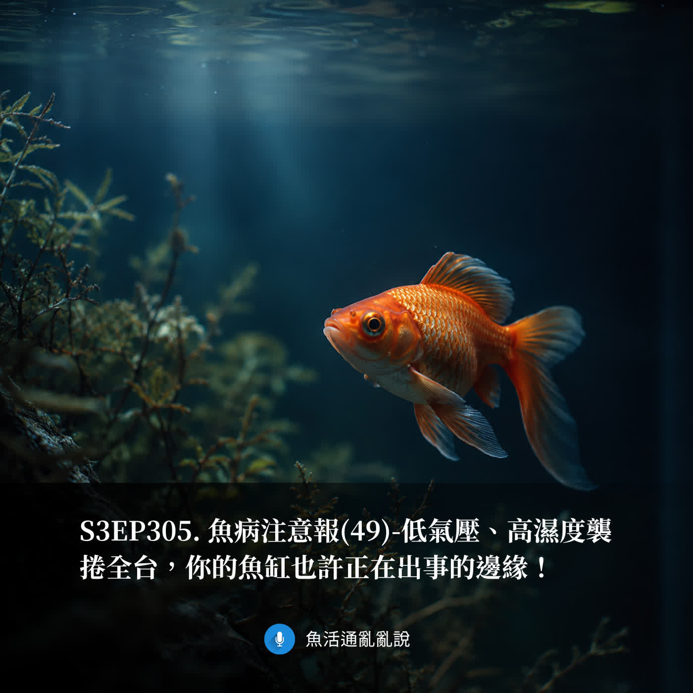 S3EP315. 魚病注意報(49)-低氣壓、高濕度襲捲全台，你的魚缸也許正在出事的邊緣！ episode artwork