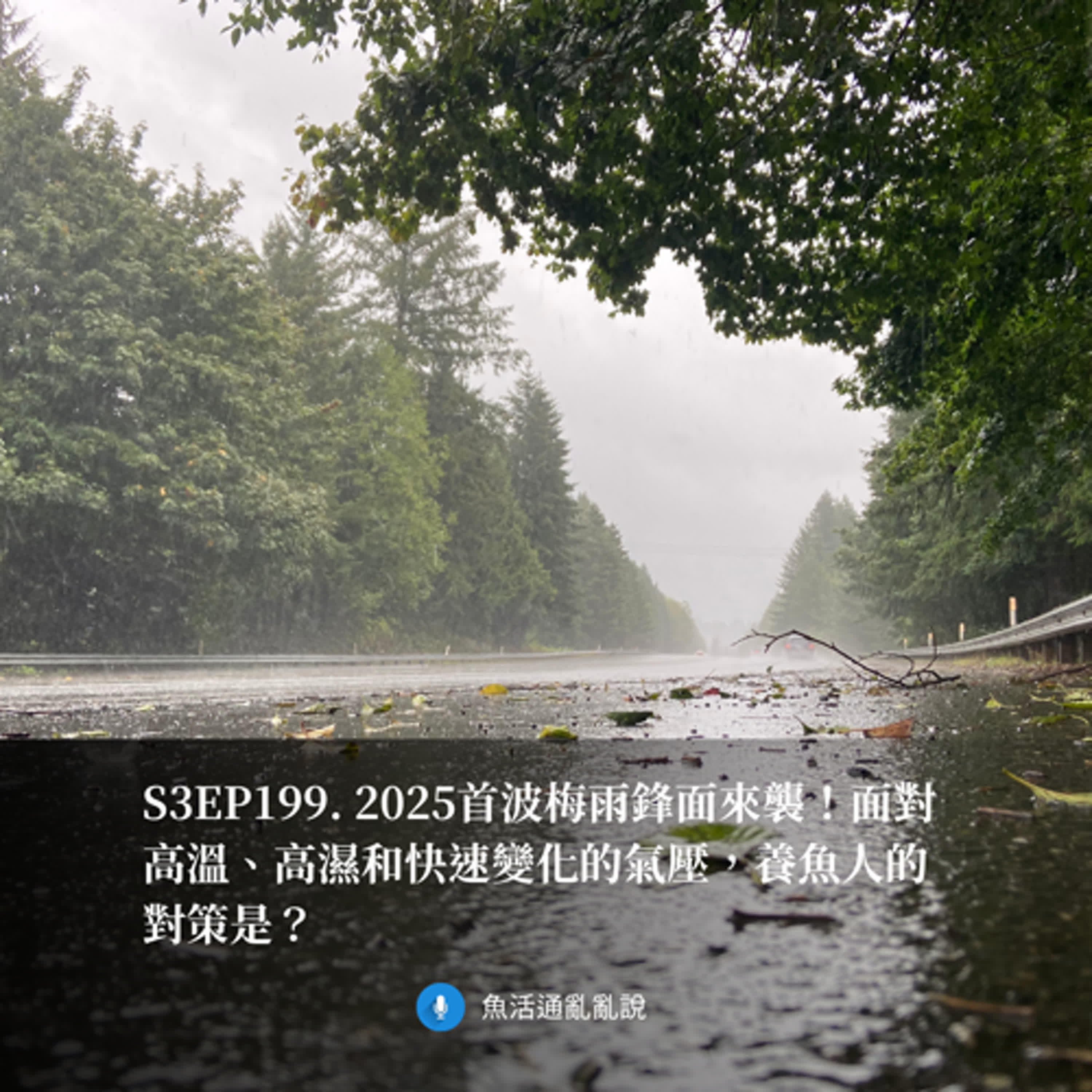 S3EP199. 2025首波梅雨鋒面來襲！面對高溫、高濕和快速變化的氣壓，養魚人的對策是？