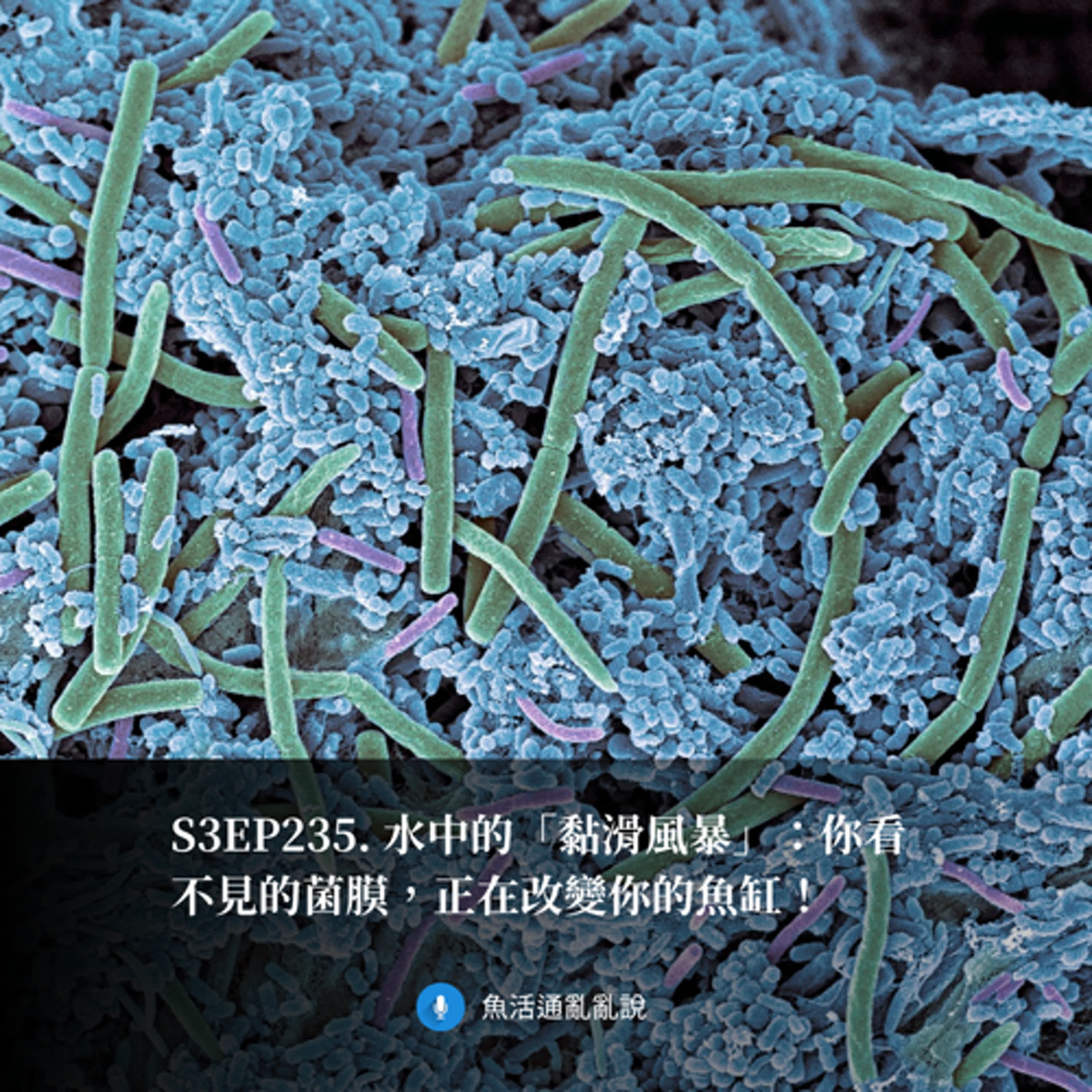 S3EP235. 水中的「黏滑風暴」：你看不見的菌膜，正在改變你的魚缸！