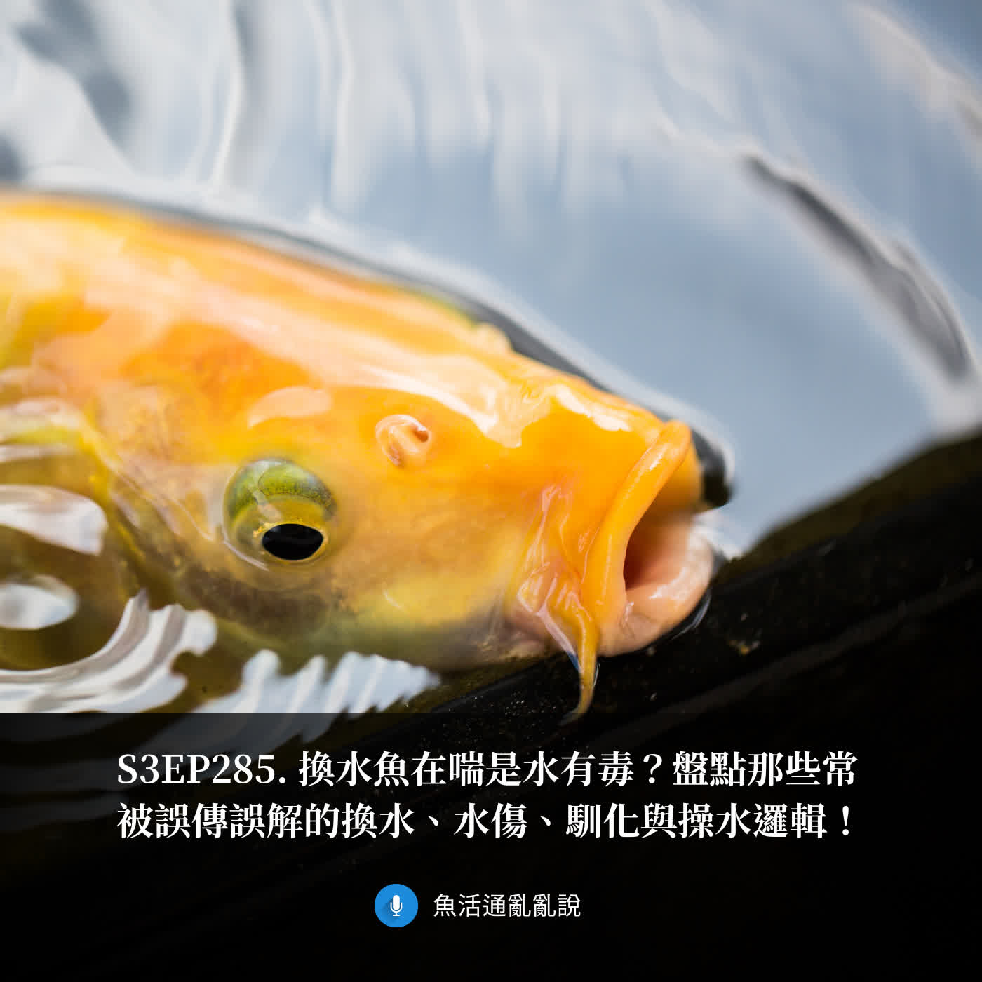 S3EP285. 換水魚在喘是水有毒？盤點那些常被誤傳誤解的換水、水傷、馴化與操水邏輯！