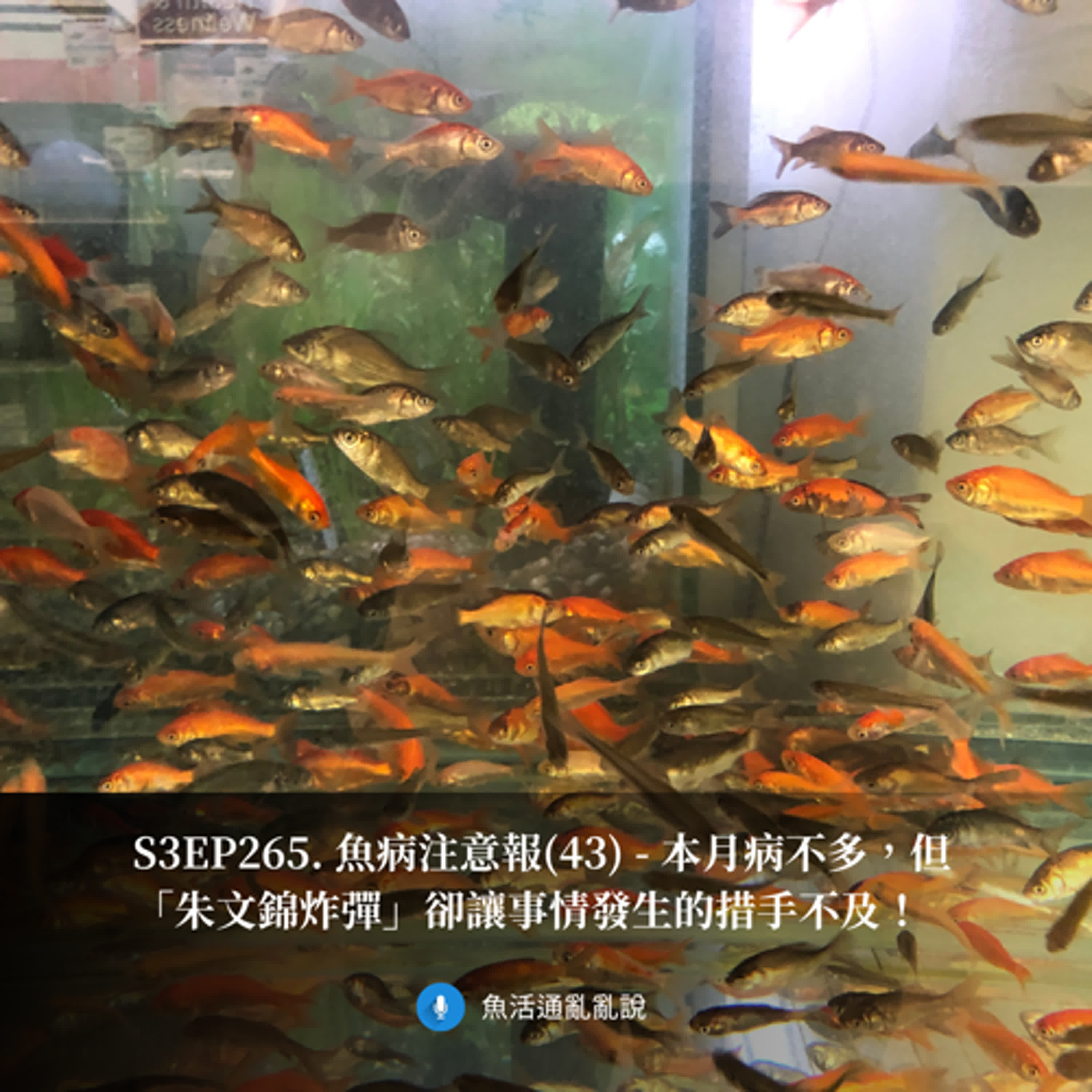 S3EP265. 魚病注意報(43) - 本月病不多，但「朱文錦炸彈」卻讓事情發生的措手不及！