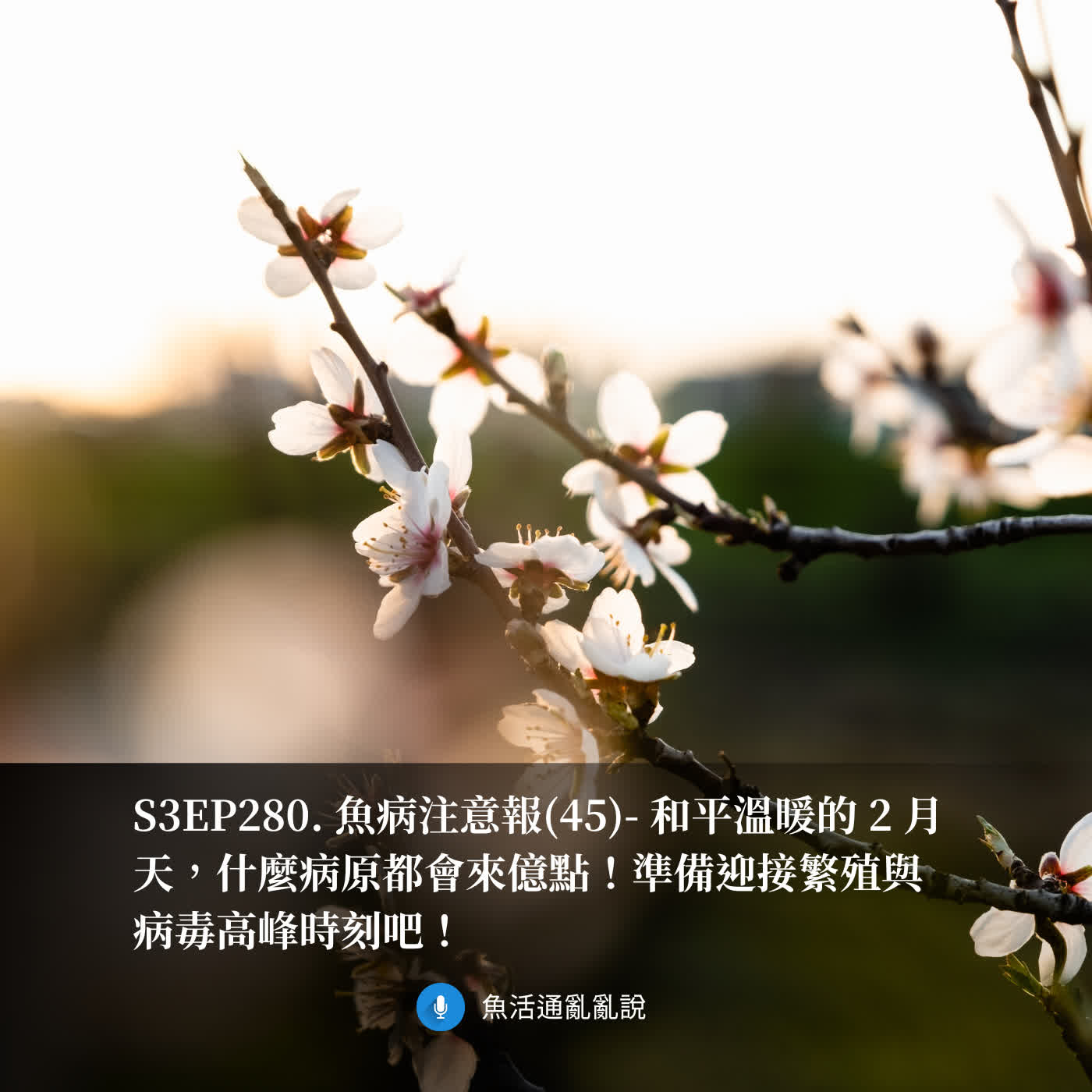 S3EP280. 魚病注意報(45)- 和平溫暖的 2 月天，什麼病原都會來億點！準備迎接繁殖與病毒高峰時刻吧！