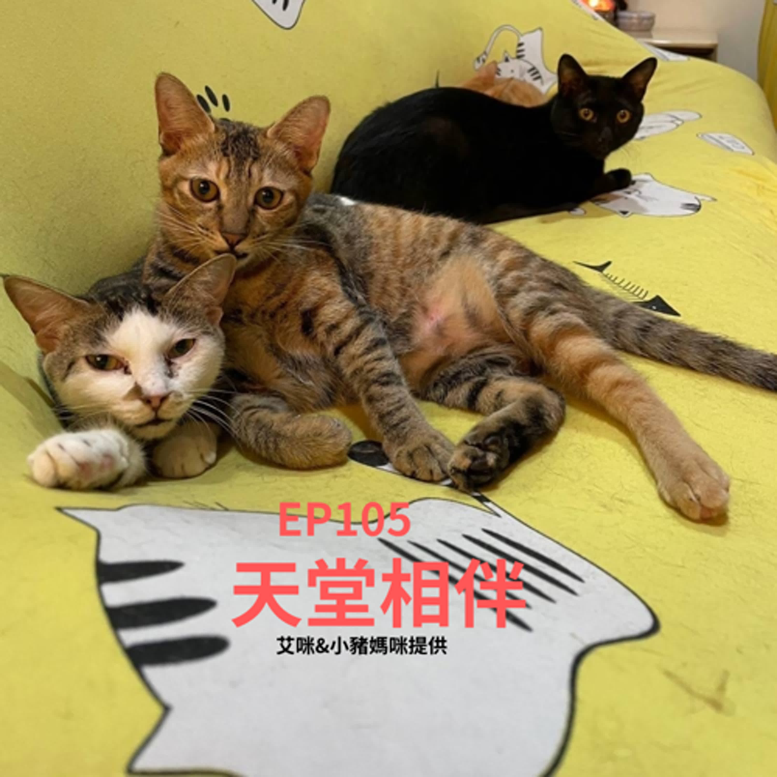【Podcast】EP105 家裡毛小孩陸續離世 會在天堂相伴嗎？(柚子貍&安妮動物園/從0到1媒體人X斜槓)