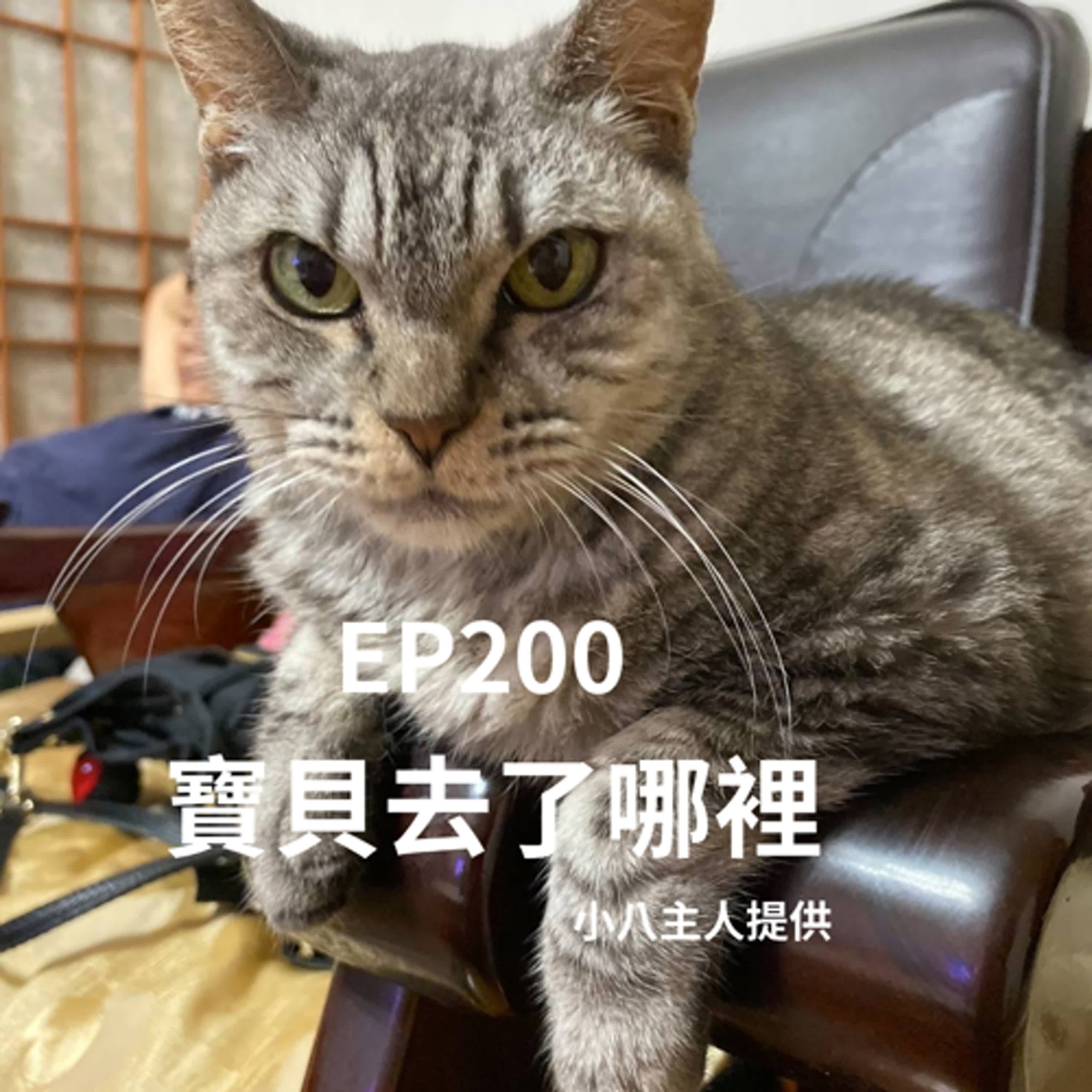 【PODCAST】 EP200雪納瑞投胎為狼！主人無信仰、虎斑貓卻到耶穌愛的光裡！只因....