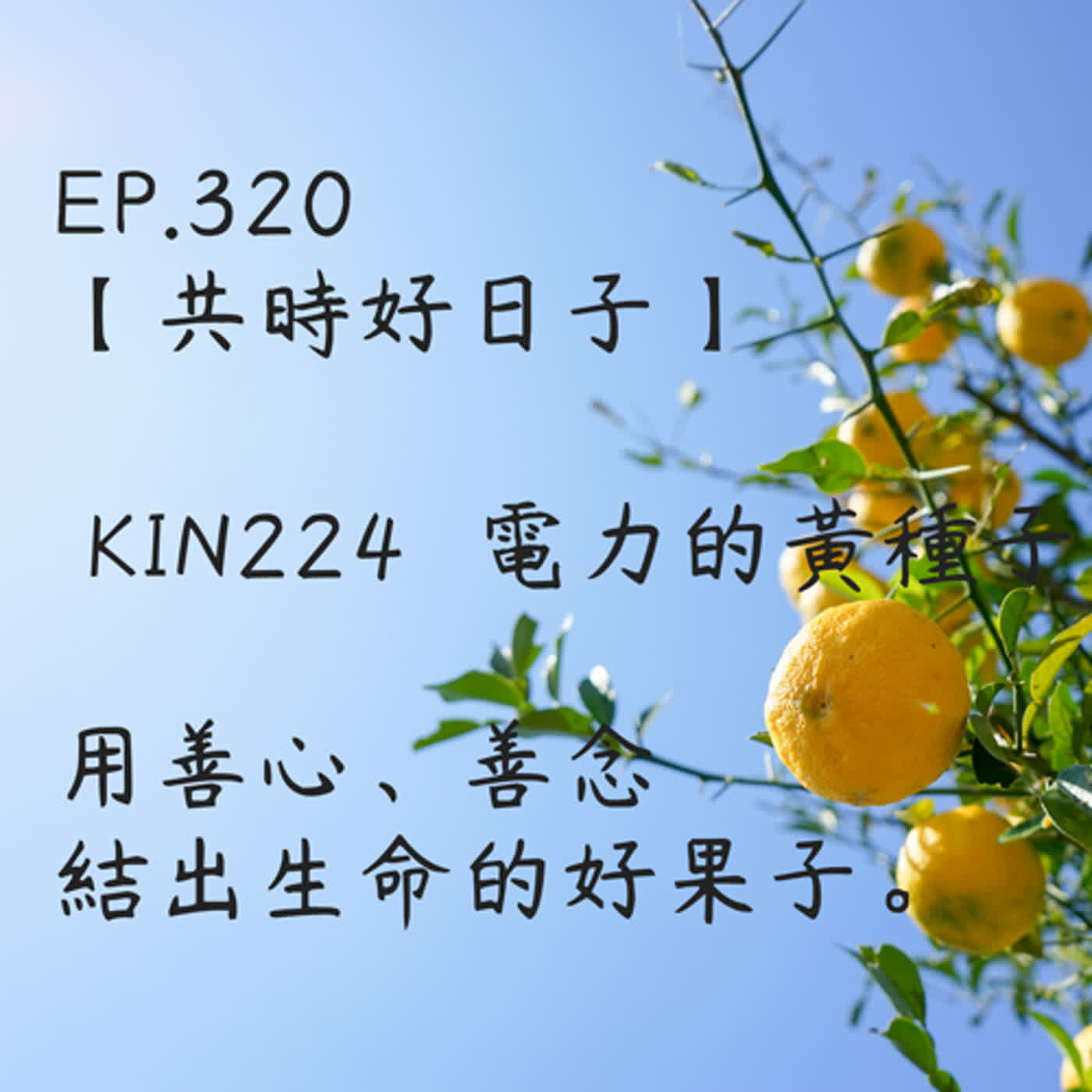 馬雅星球之旅｜EP320－【共時好日子】-KIN224電力的黃種子-用善心、善念結出生命的好果子。