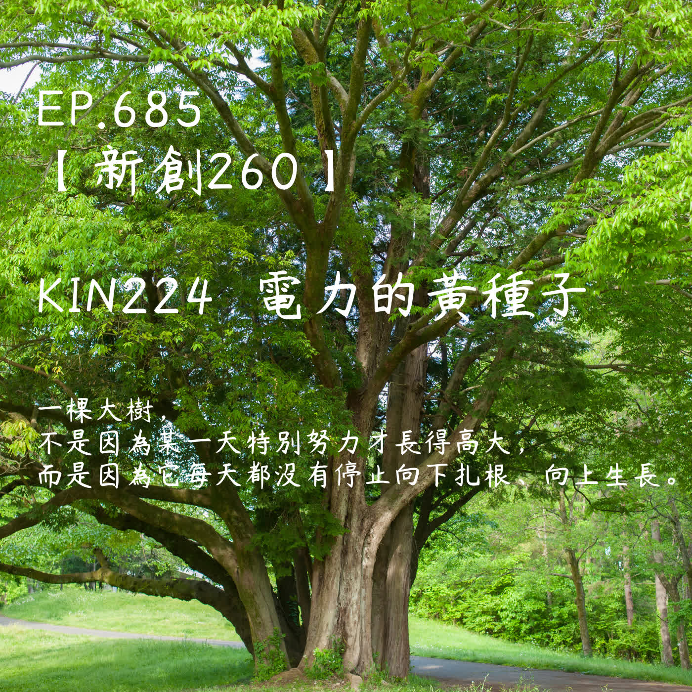 馬雅星球之旅｜EP685－【新創260】-KIN224電力的黃種子-一棵大樹，不是因為某一天特別努力才長得高大， 而是因為它每天都沒有停止向下扎根、向上生長。 episode artwork