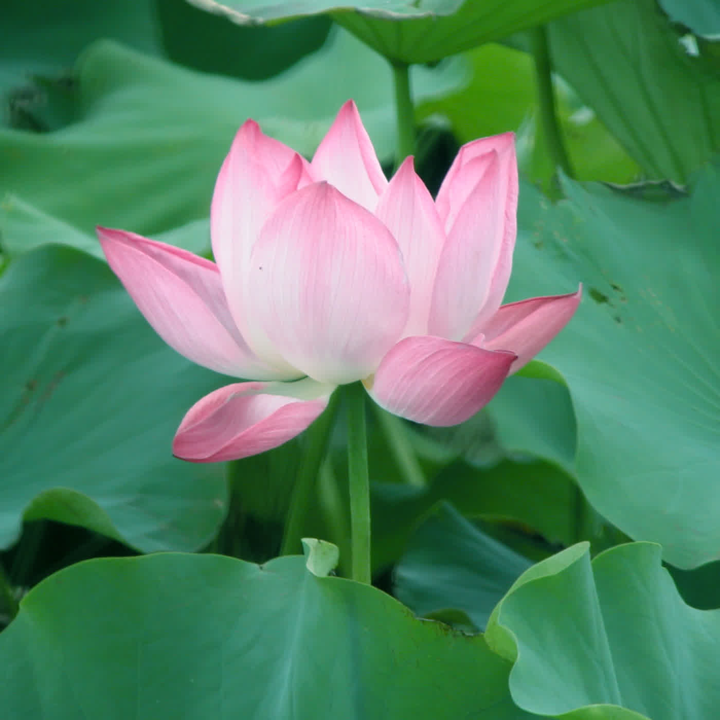 淨土聖賢錄白話版｜往生比丘・清 明宏