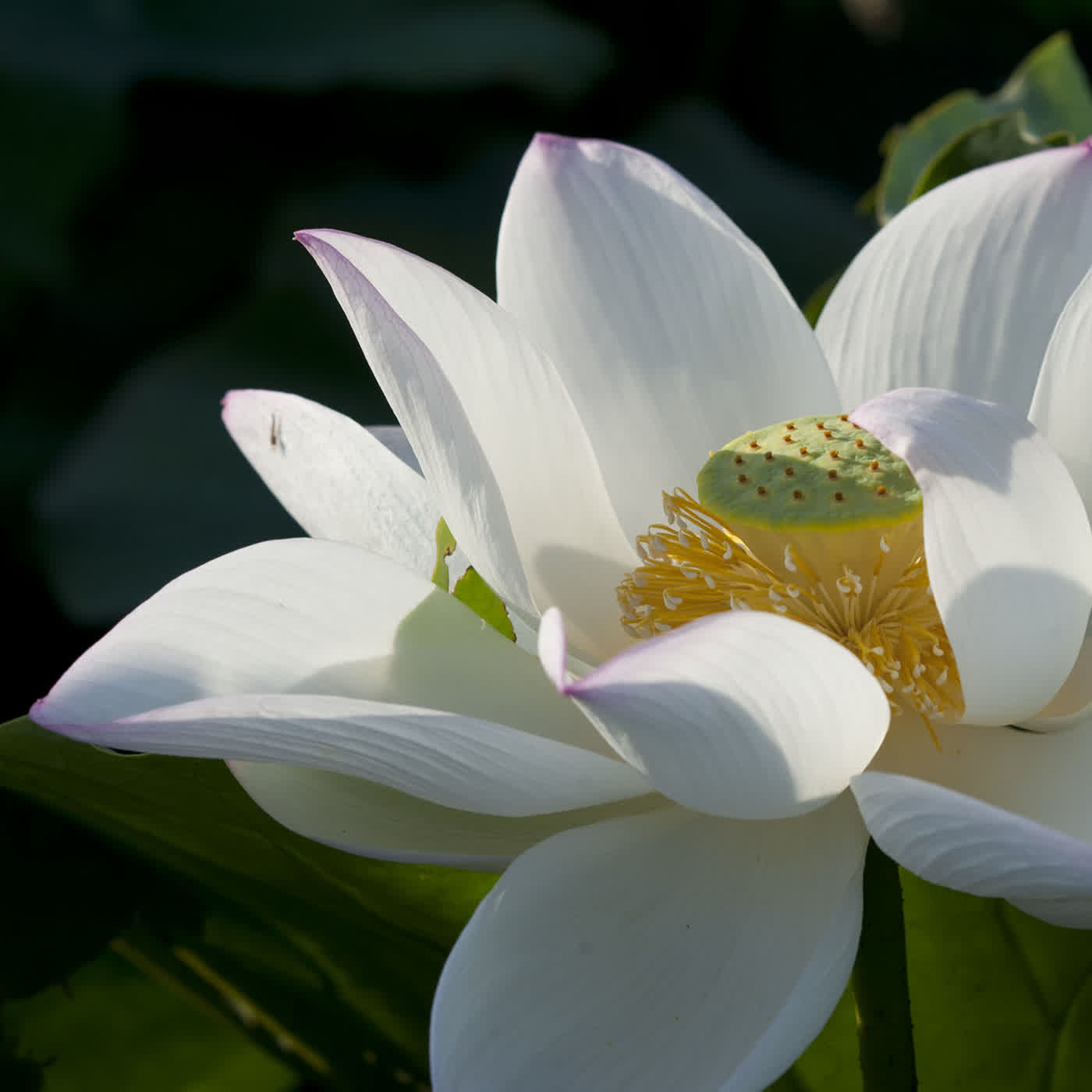 淨土聖賢錄白話版｜往生比丘・清 明德