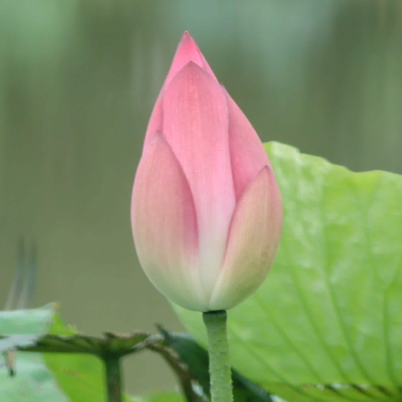 淨土聖賢錄白話版｜往生比丘・清 超城