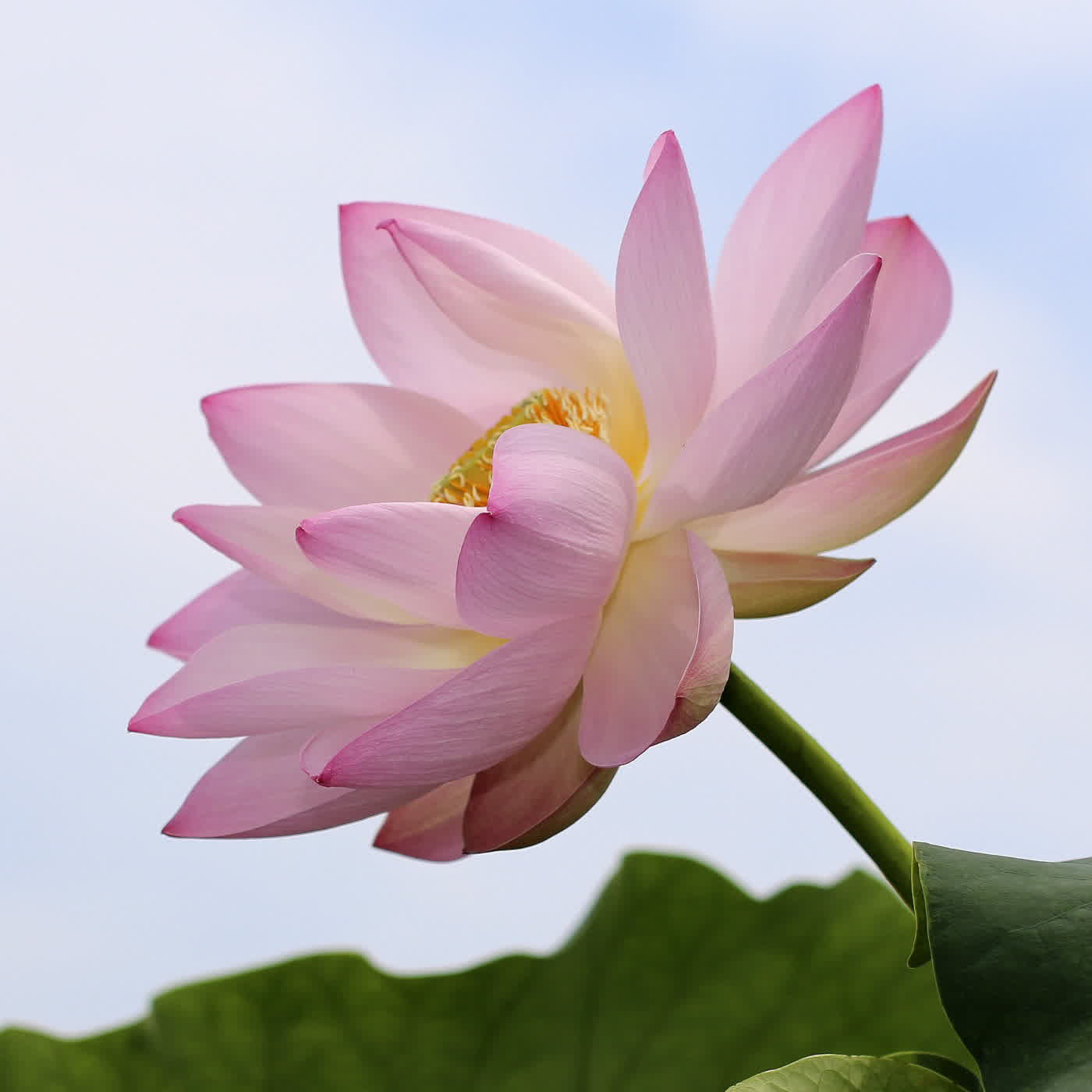 淨土聖賢錄白話版|往生比丘・清 成註 淨土聖賢錄白話版|往生比丘・清 成註