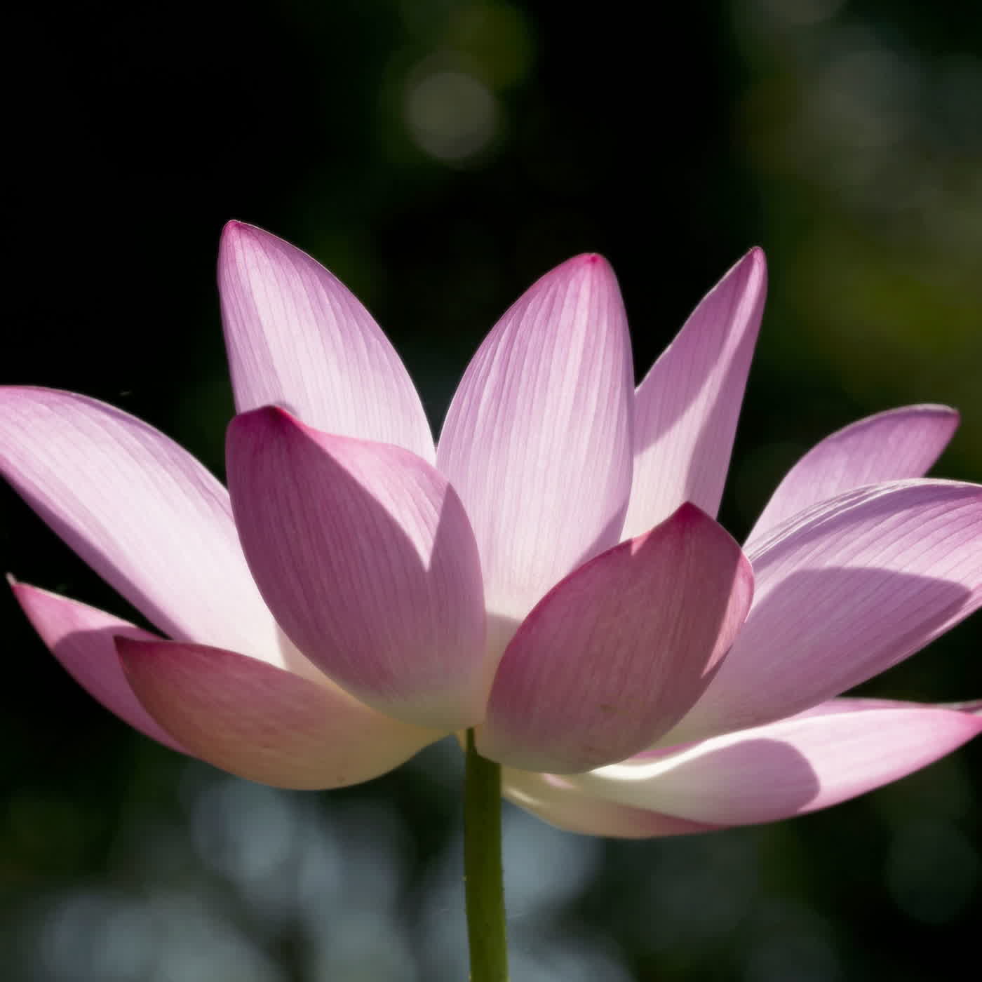 淨土聖賢錄白話版｜往生比丘・清 萬緣