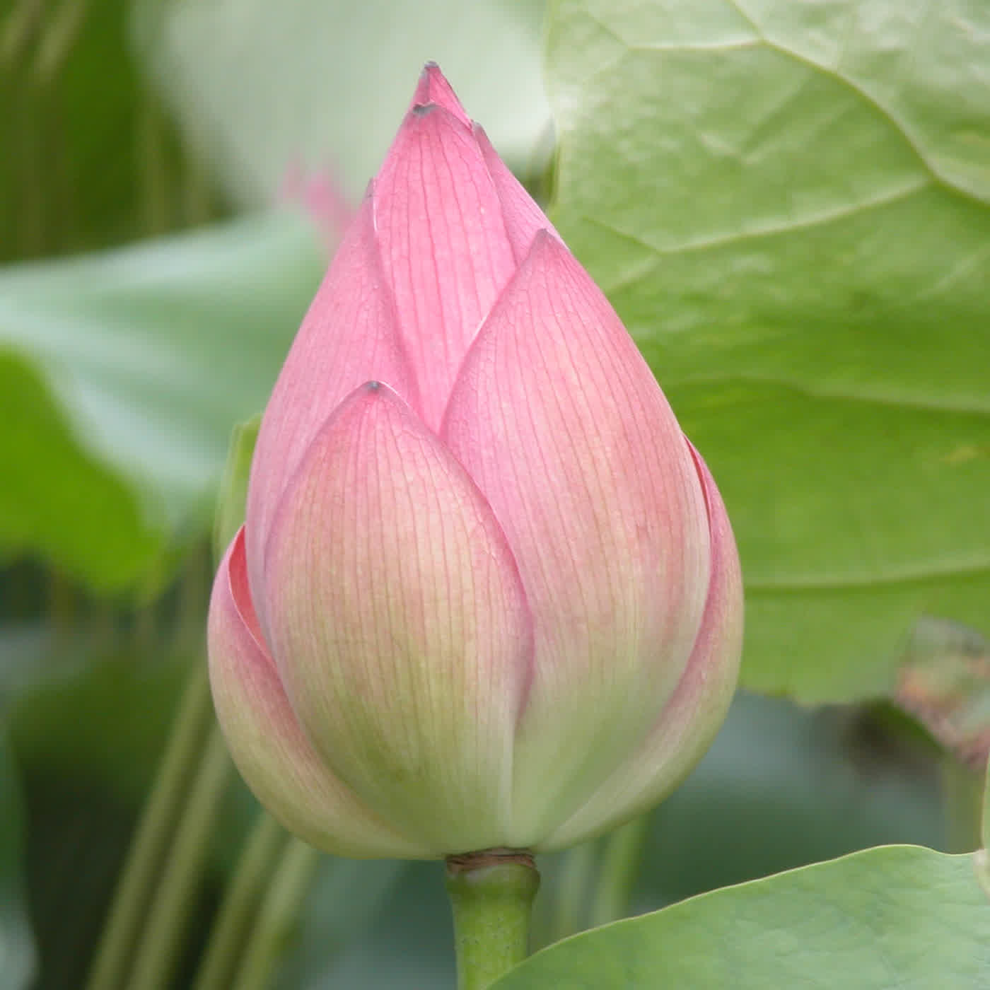 淨土聖賢錄白話版｜往生比丘・清 大勍