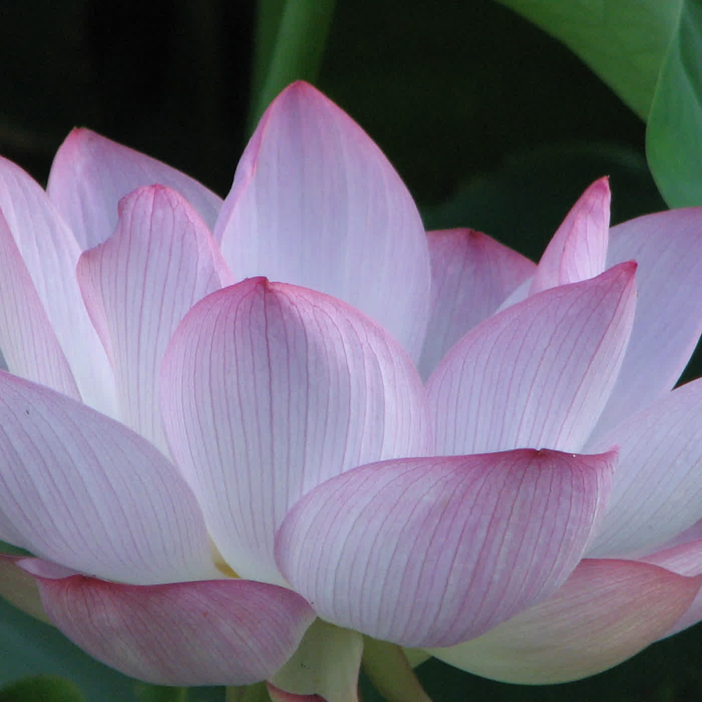 淨土聖賢錄白話版｜往生比丘・清 明悟