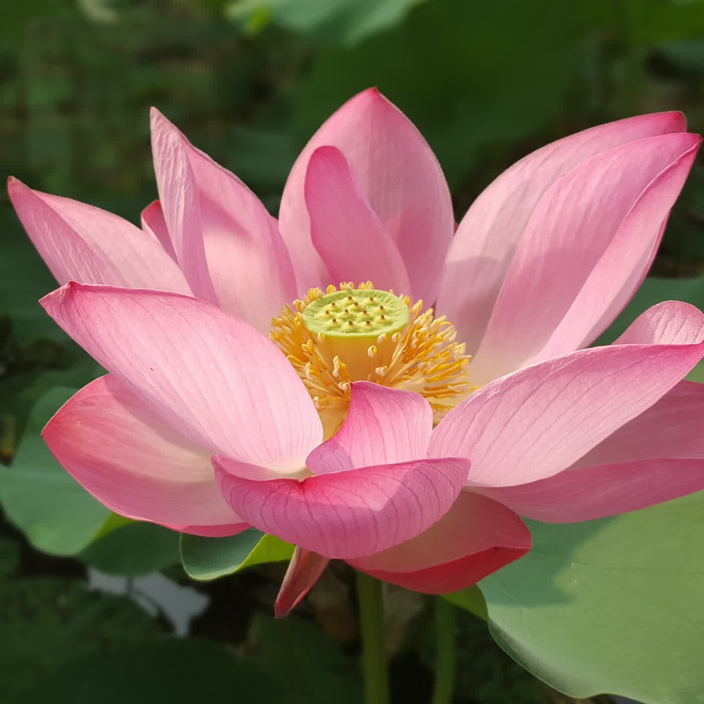 淨土聖賢錄白話版|往生比丘・清 實圓 淨土聖賢錄白話版|往生比丘・清 實圓