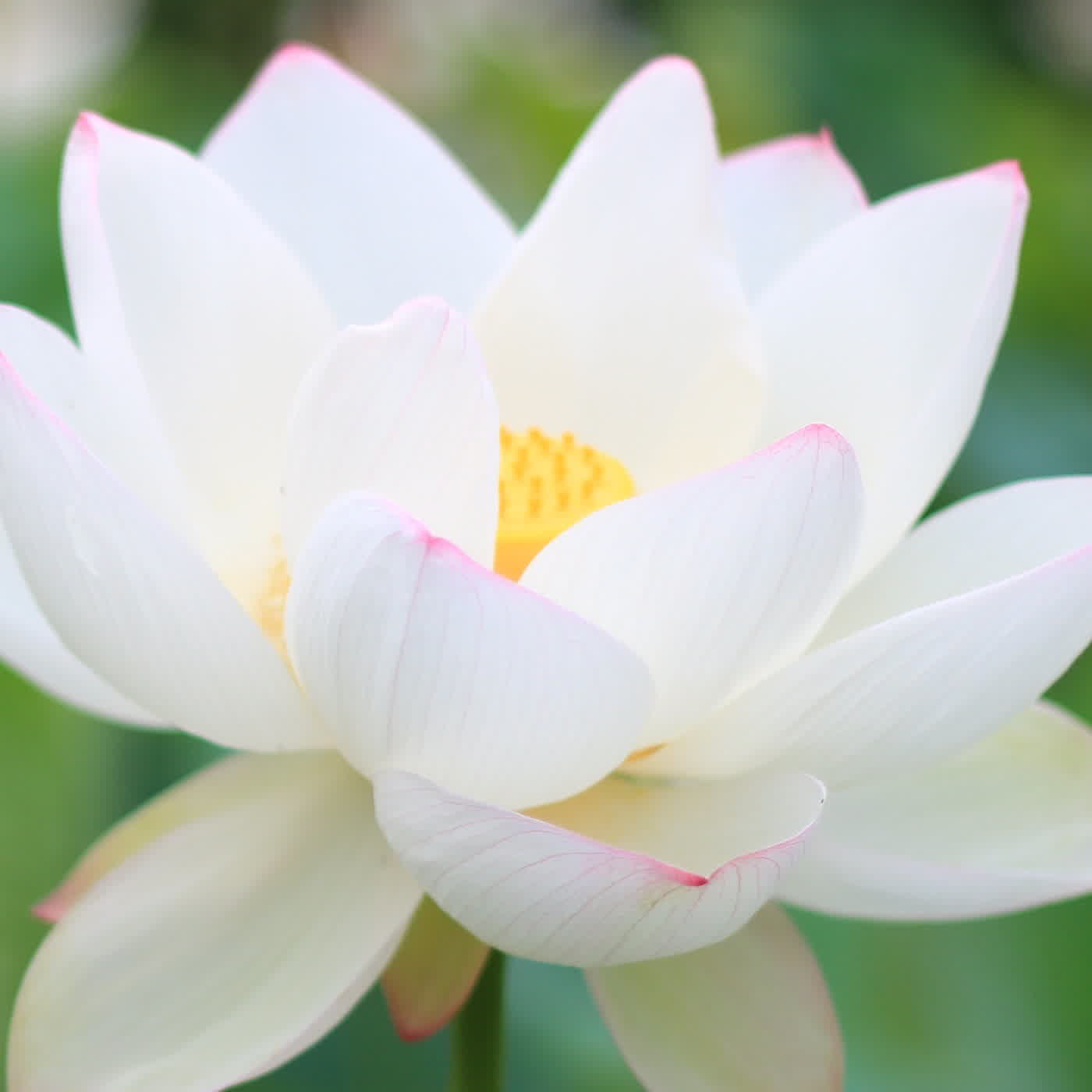 淨土聖賢錄白話版|往生比丘・清 聞言 淨土聖賢錄白話版|往生比丘・清 聞言