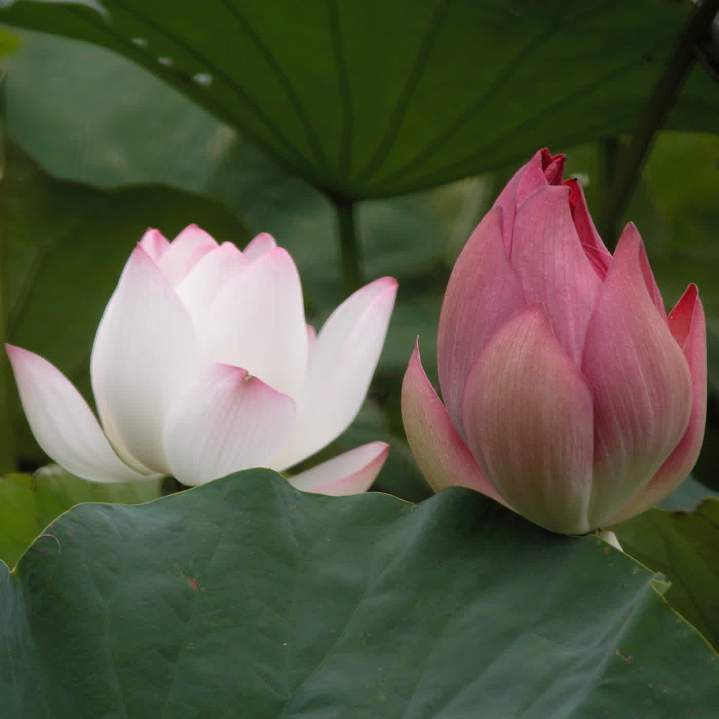 淨土聖賢錄白話版｜往生比丘・清 海潤、長涇僧