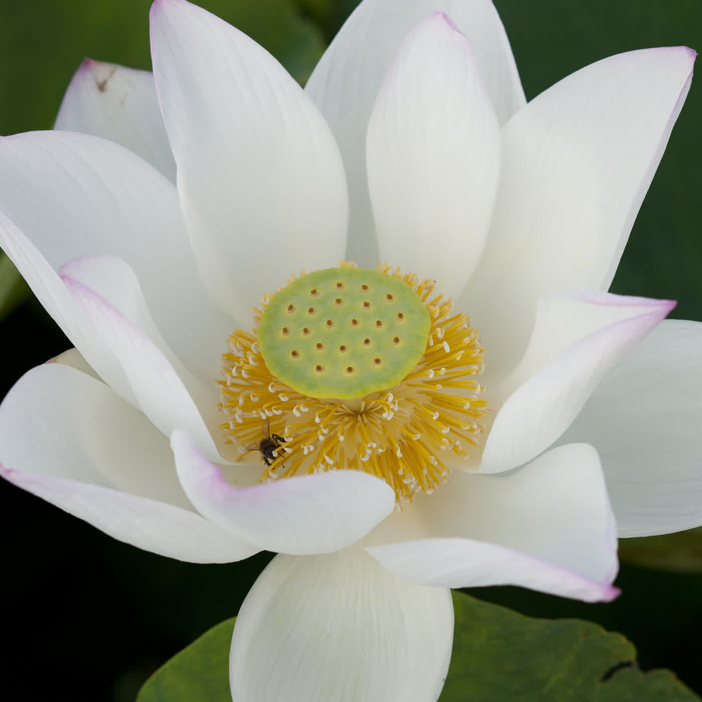 淨土聖賢錄白話版｜往生比丘・清 指南