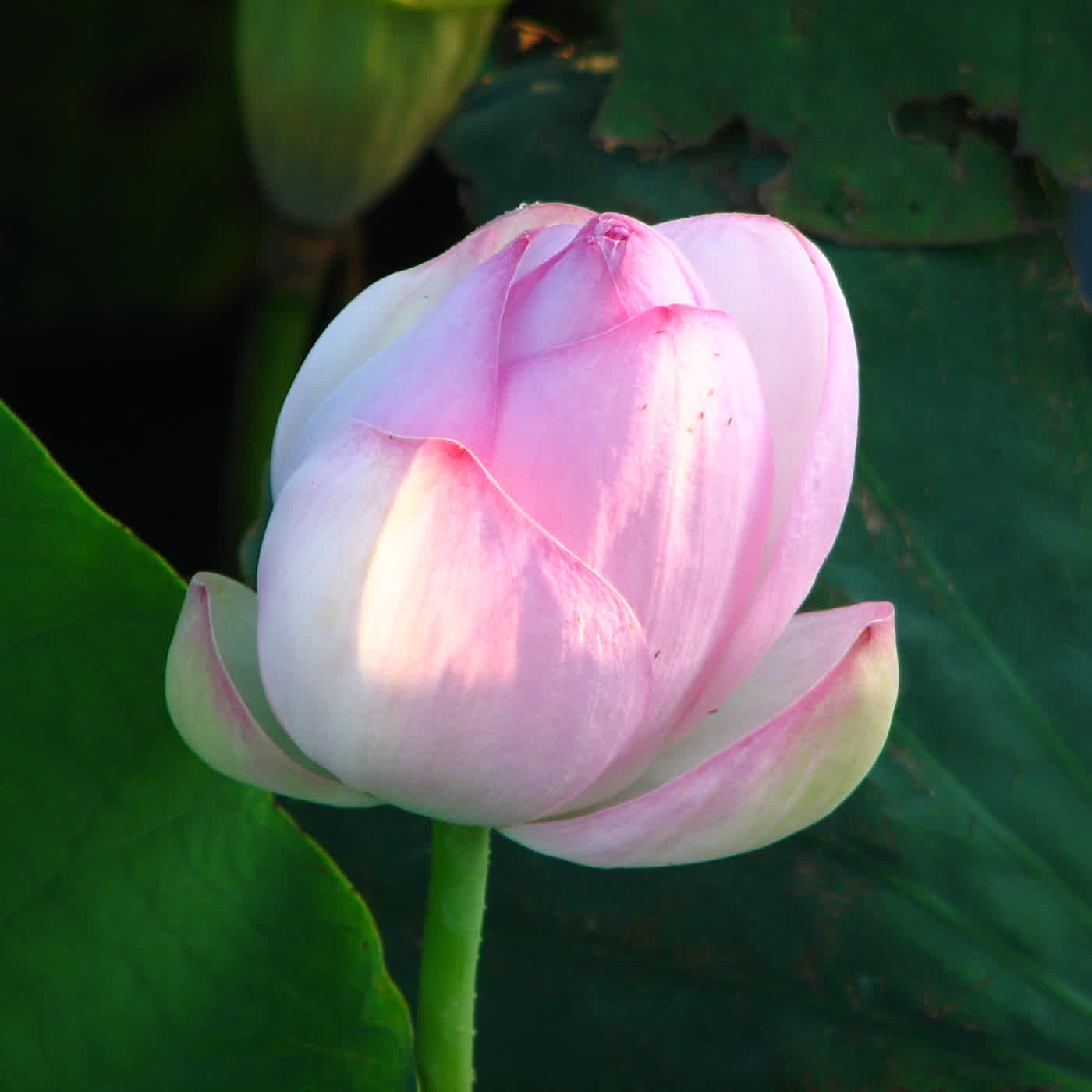 淨土聖賢錄白話版|往生比丘・清 德峻 淨土聖賢錄白話版|往生比丘・清 德峻