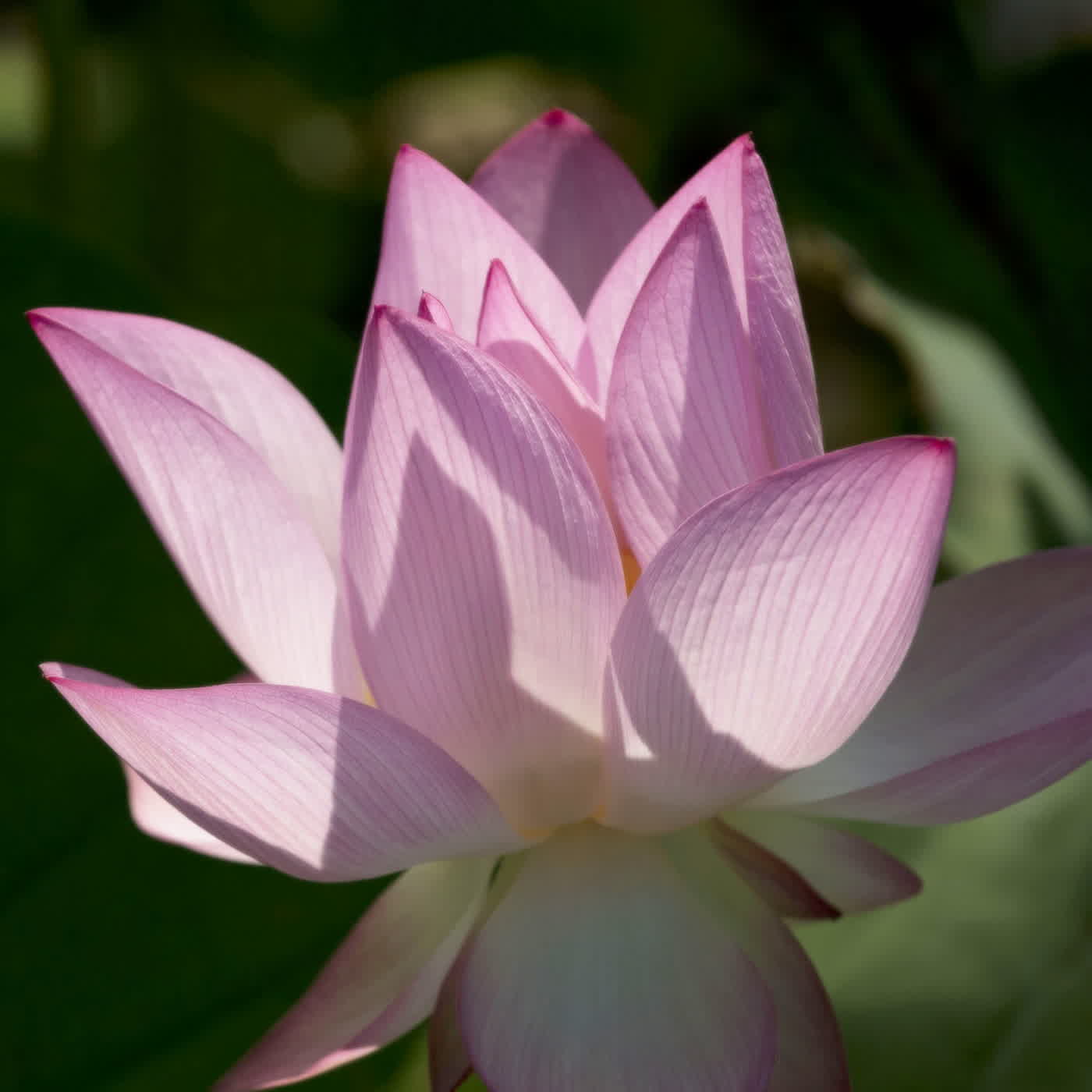 淨土聖賢錄白話版｜往生比丘・清 成時