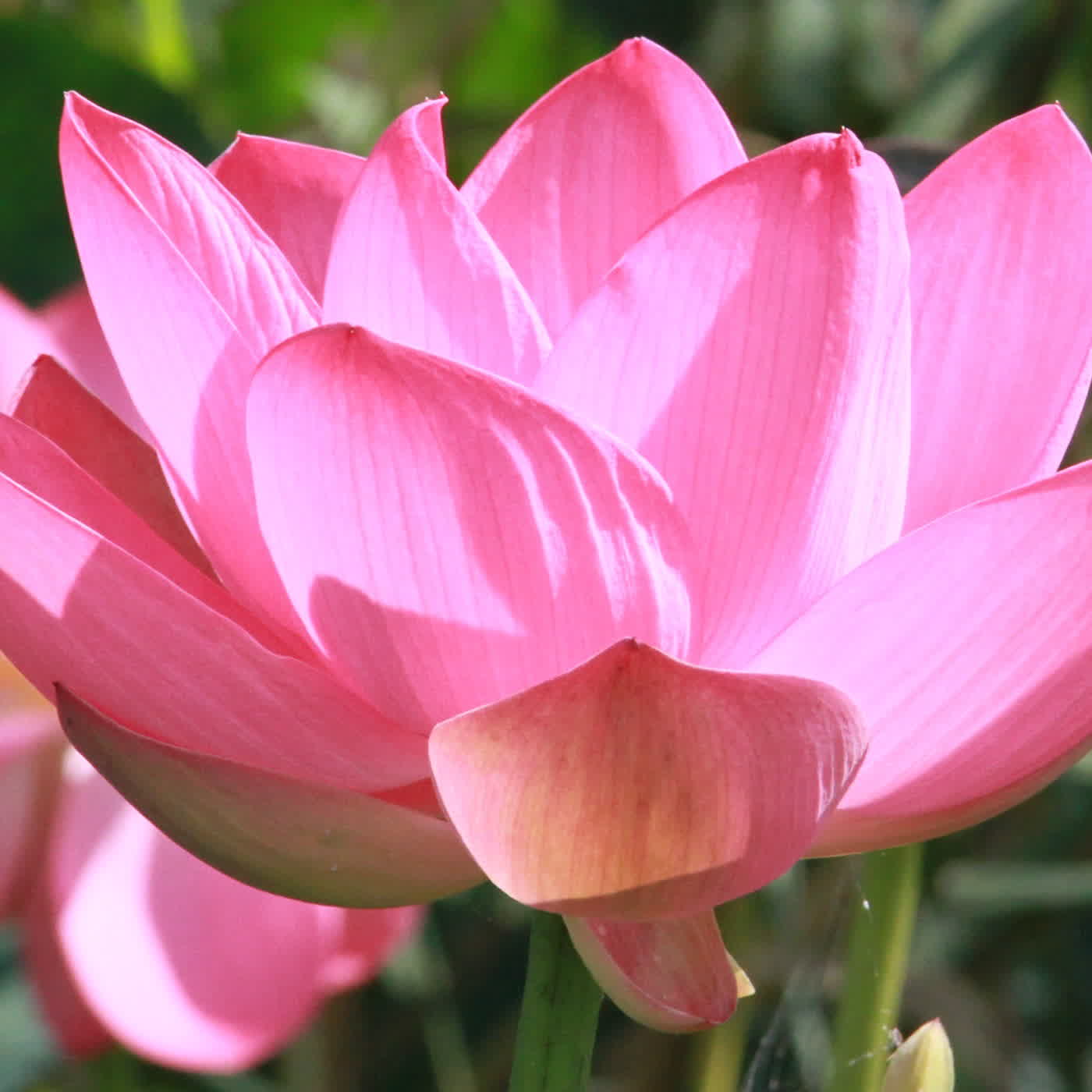 淨土聖賢錄白話版|往生比丘・清 道彻 淨土聖賢錄白話版|往生比丘・清 道彻