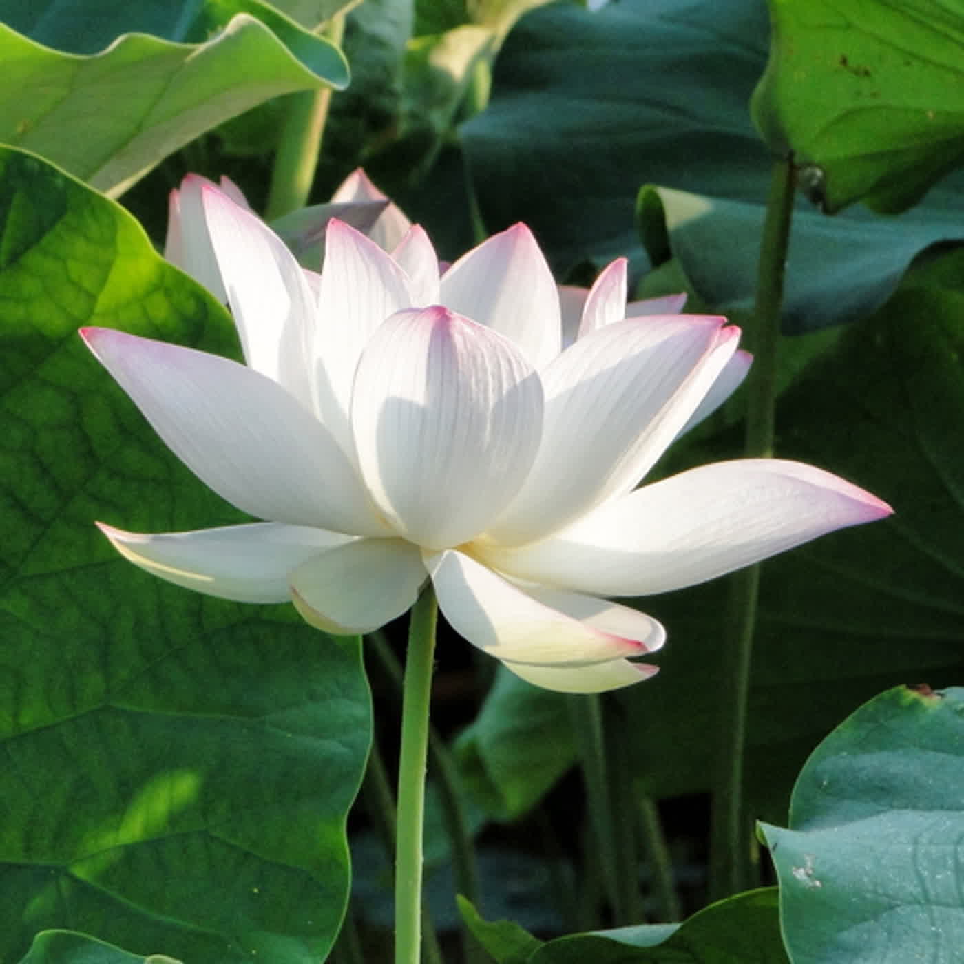 淨土聖賢錄白話版｜往生比丘・清 勝慈