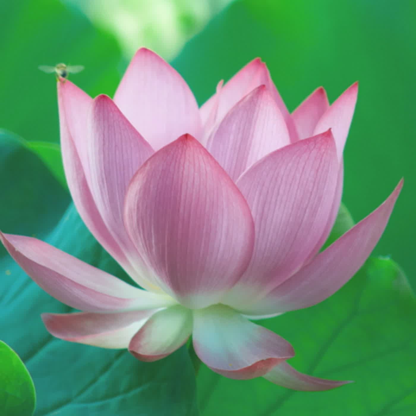 淨土聖賢錄白話版｜往生比丘・清 讀體