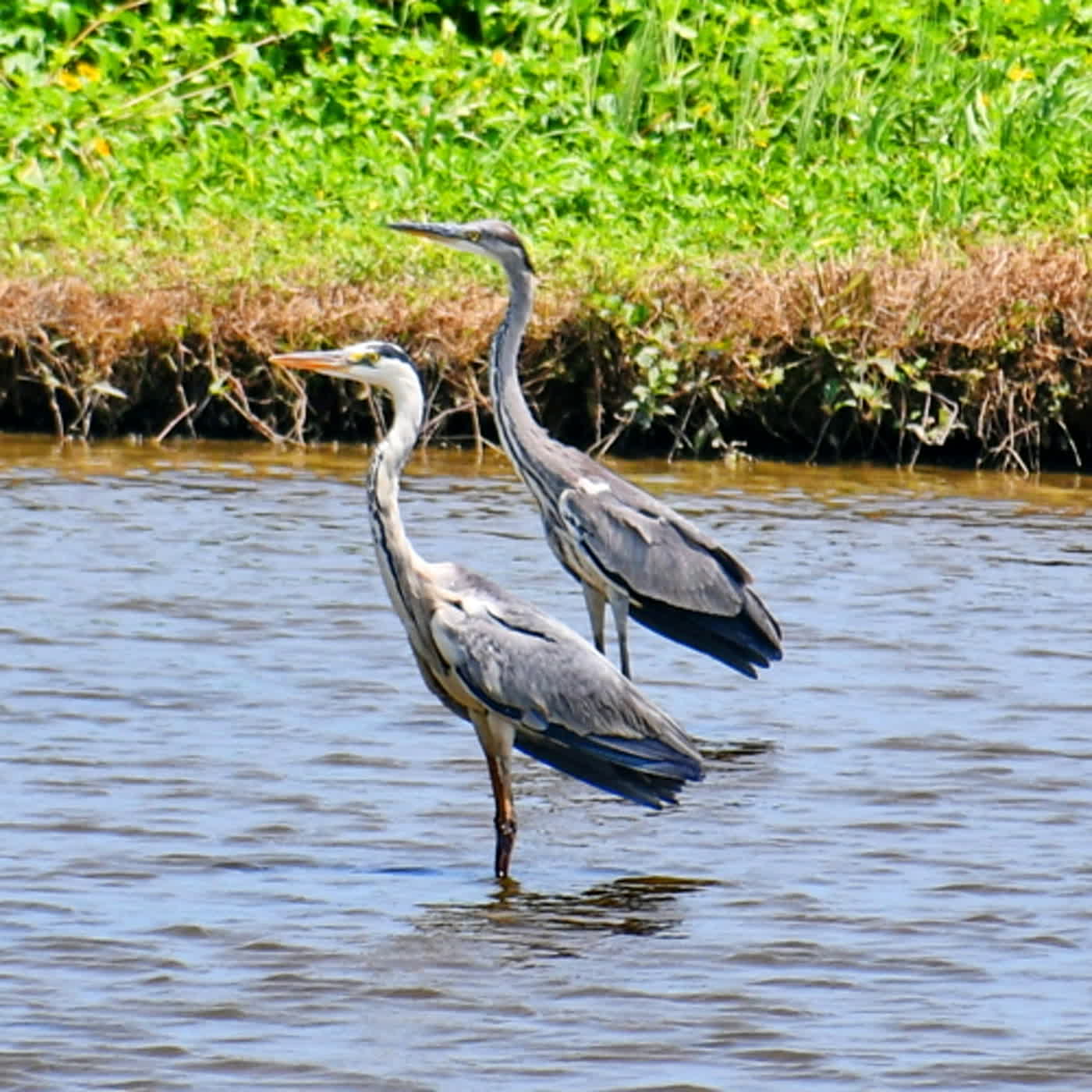 慧馨牧師與你一起讀經：詩篇85台